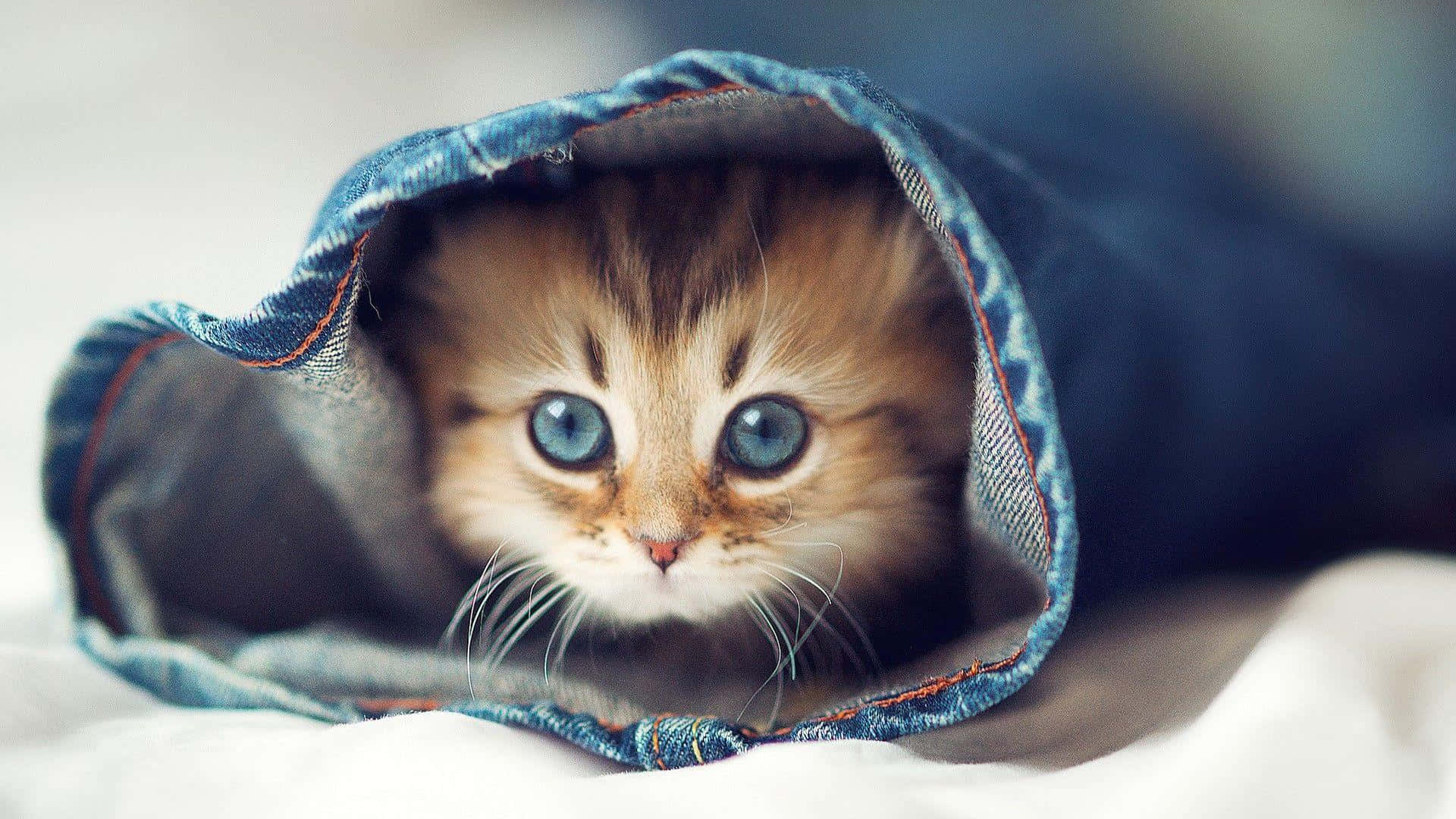 Un gatito asomándose desde un par de jeans Fondos de pantalla