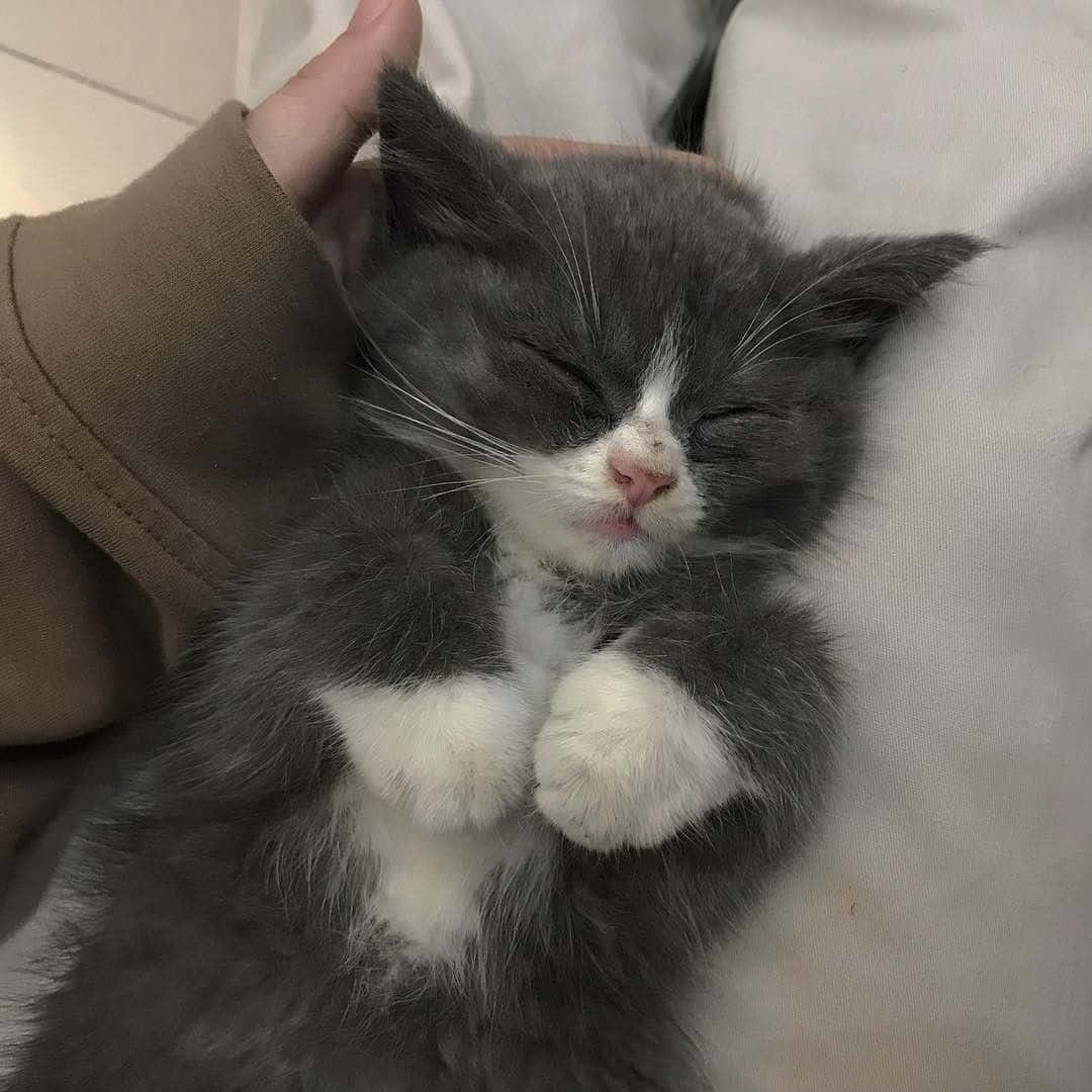 un gatito gris y blanco durmiendo en el regazo de una persona Fondos de pantalla