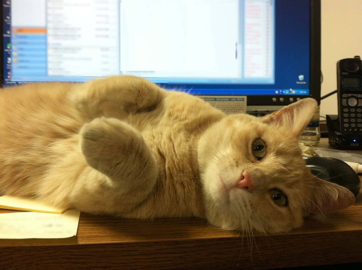 un gato acostado sobre un escritorio Fondos de pantalla