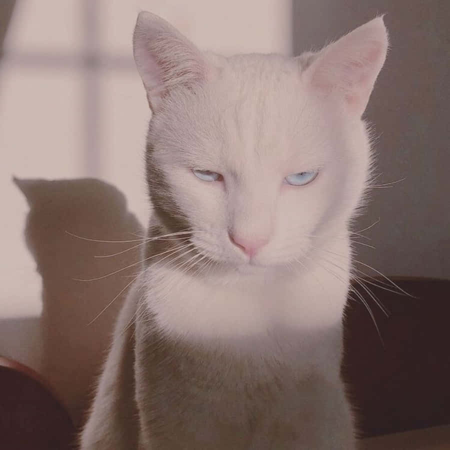 un gato blanco con ojos azules sentado en una silla Fondos de pantalla