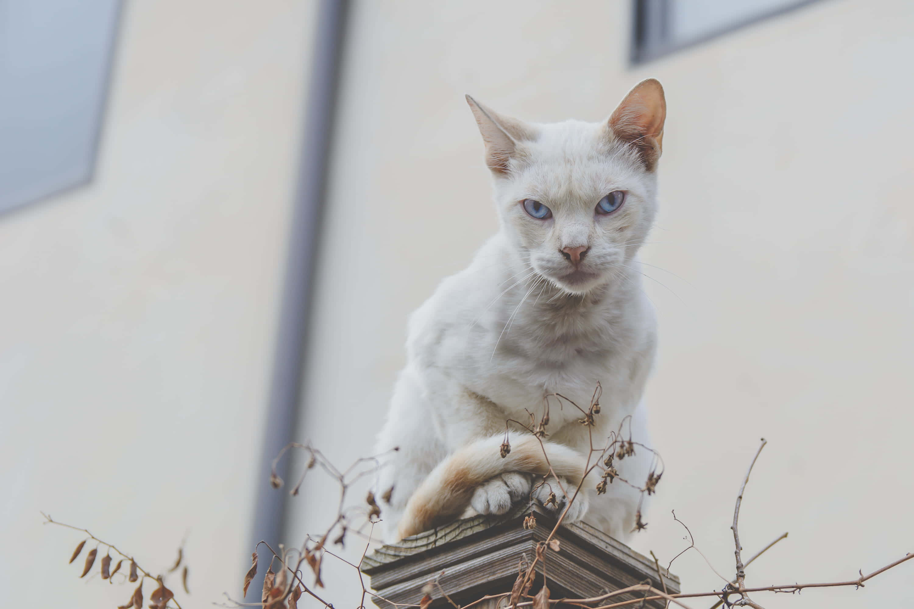 un gato blanco sentado en lo alto de una repisa Fondos de pantalla