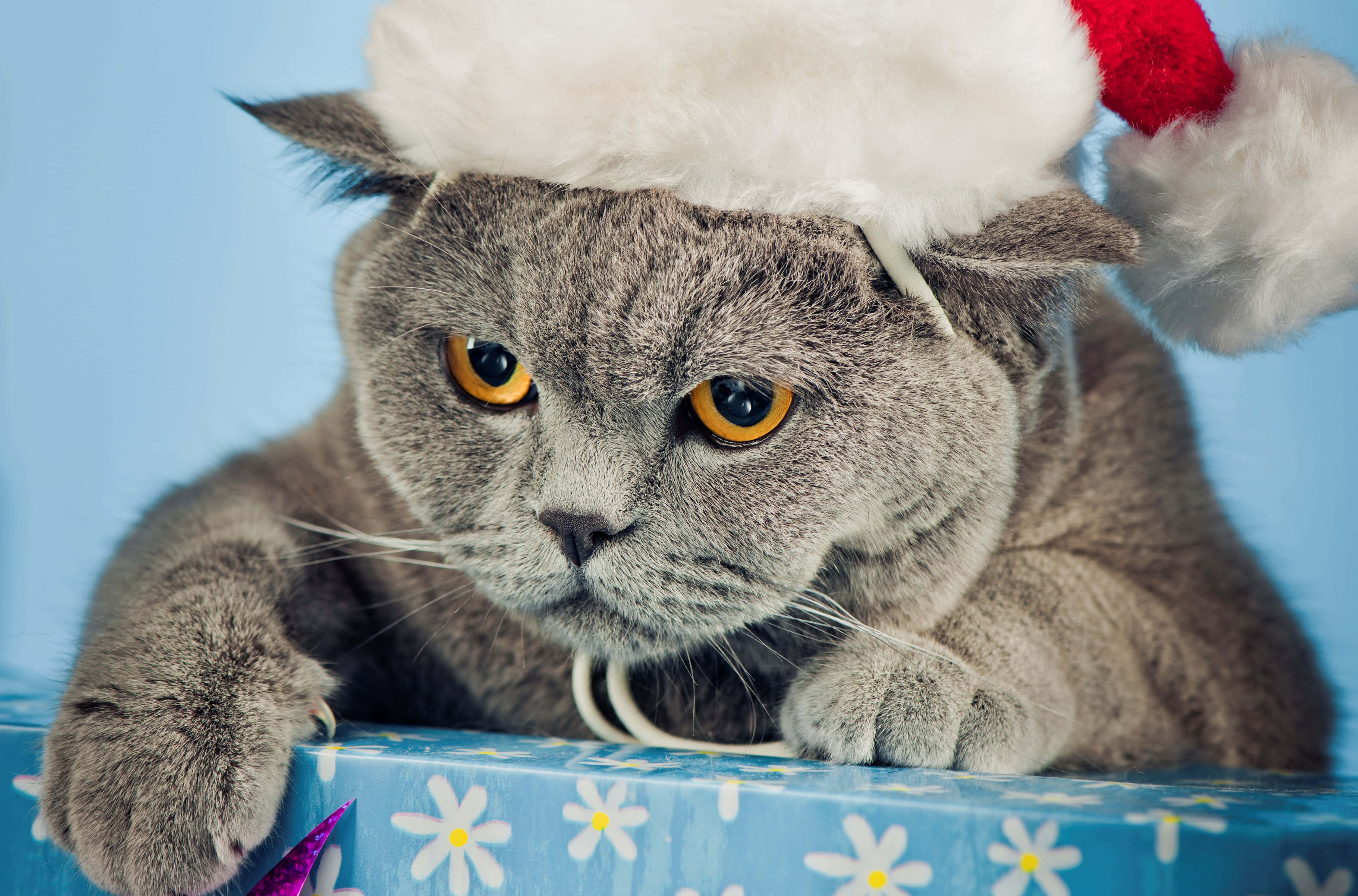 un gato con gorro de Santa Fondos de pantalla