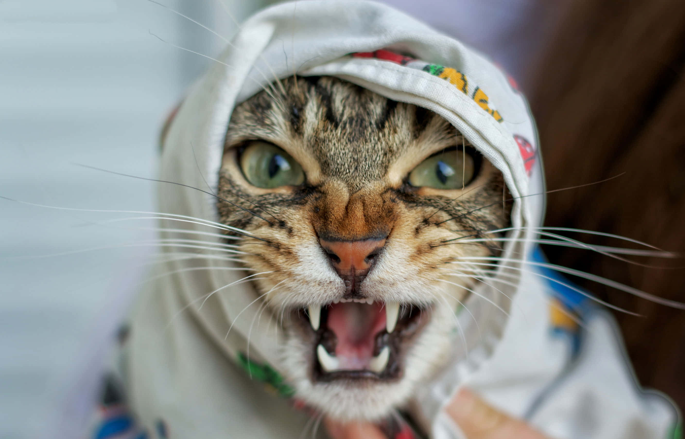 un gato con la boca abierta sostenido por una persona Fondos de pantalla
