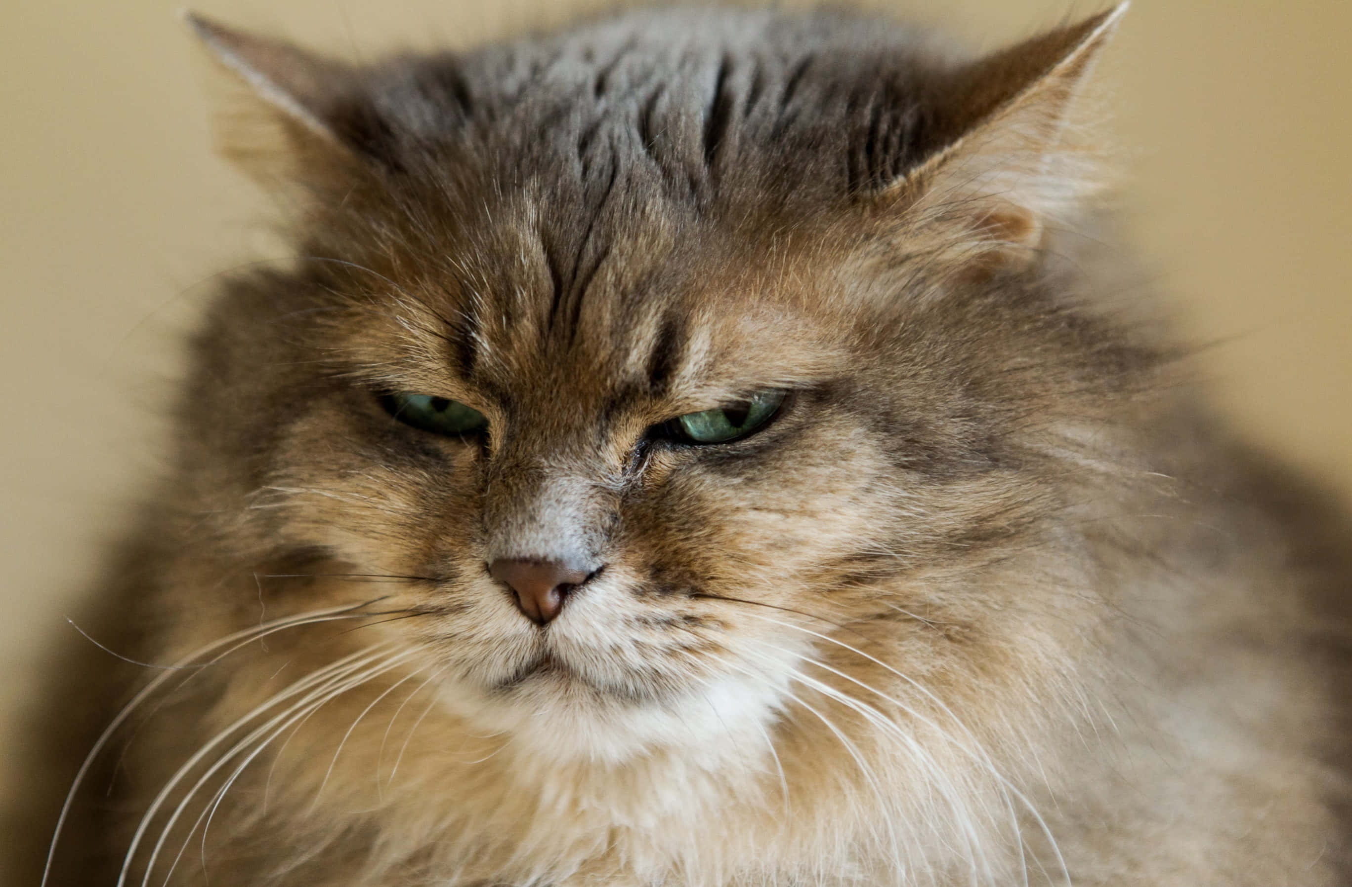 un gato con ojos verdes Fondos de pantalla