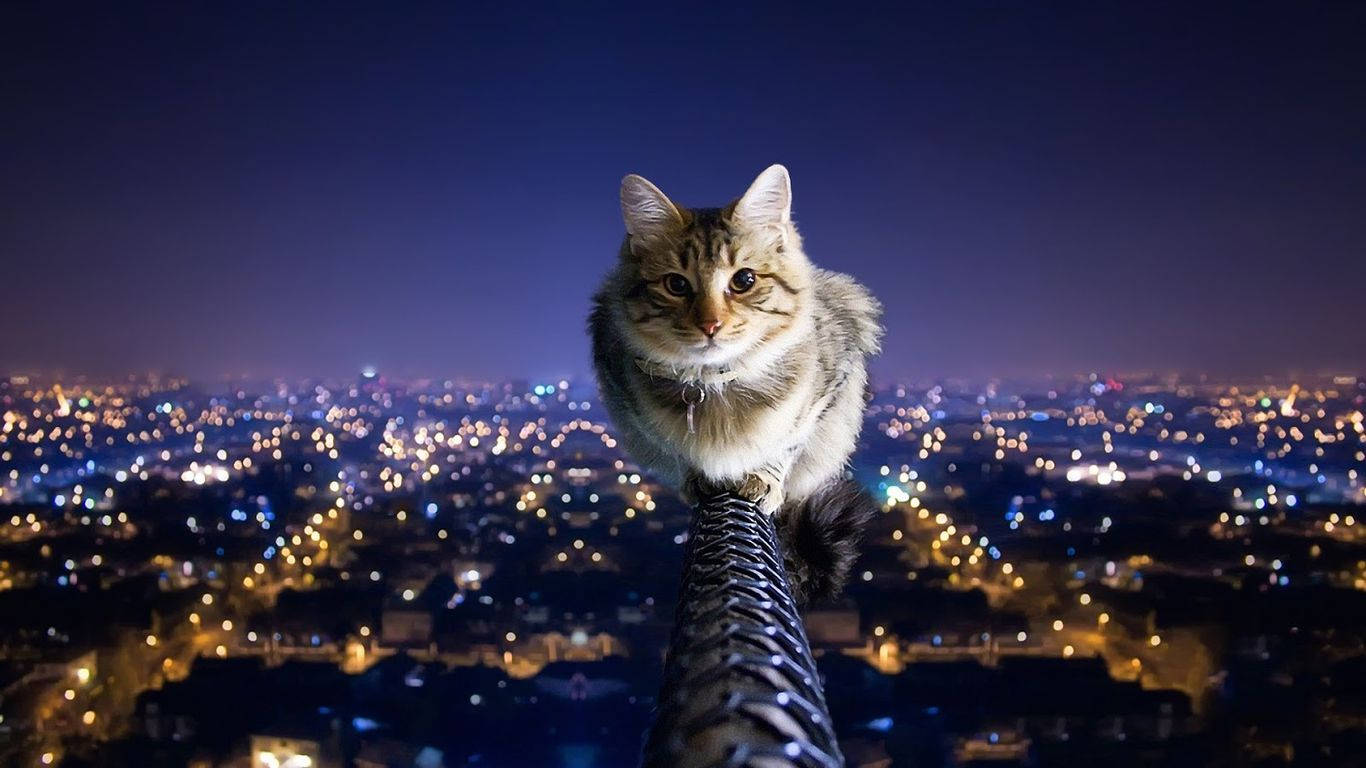 Un Gato Contemplando un Paisaje Urbano Fondos de pantalla