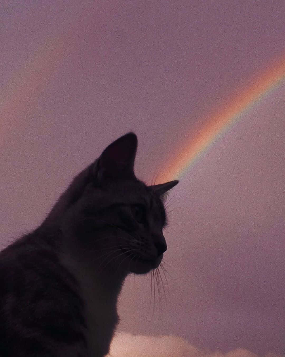Un gato estético en su entorno natural Fondos de pantalla