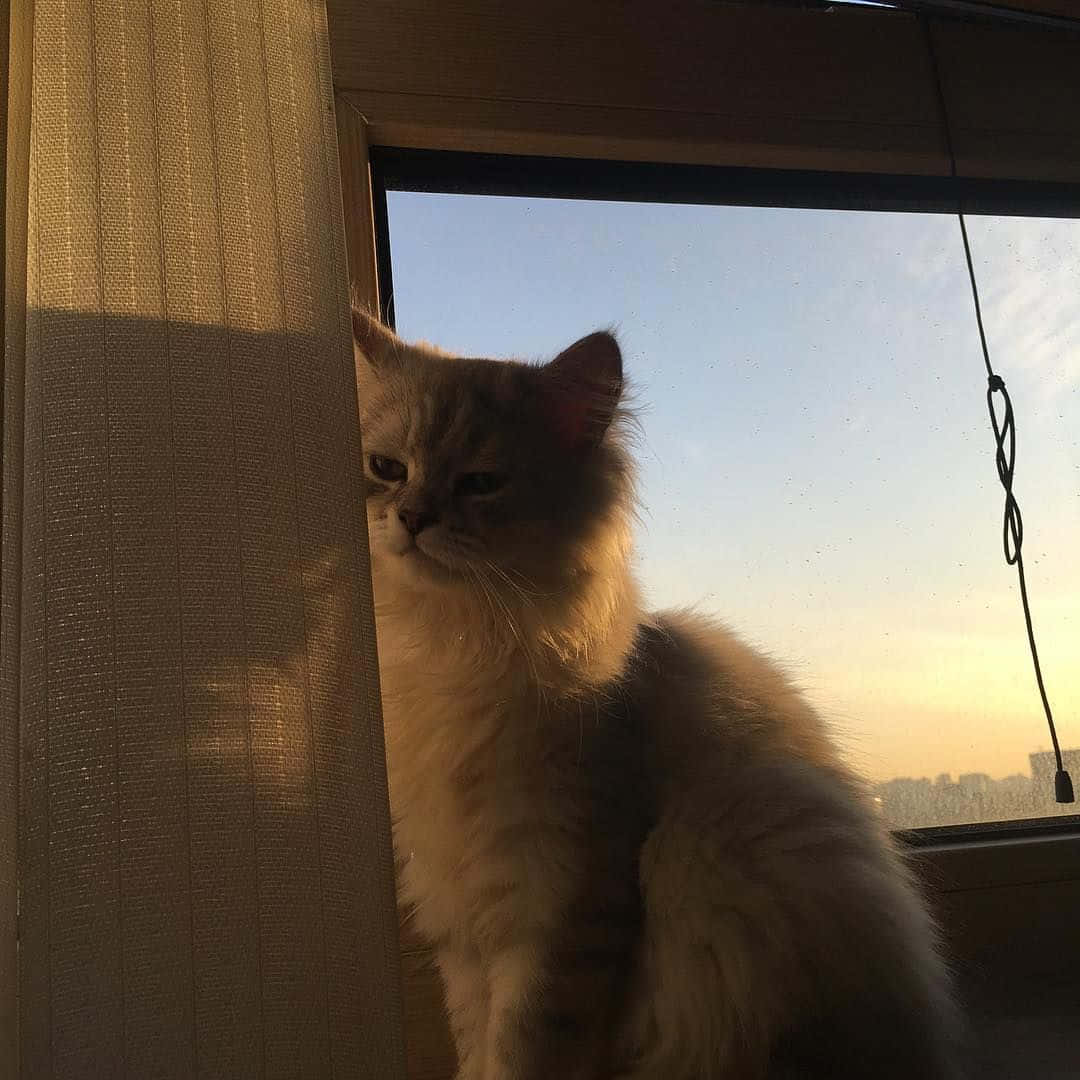 Un gato estético listo para ronronear Fondos de pantalla