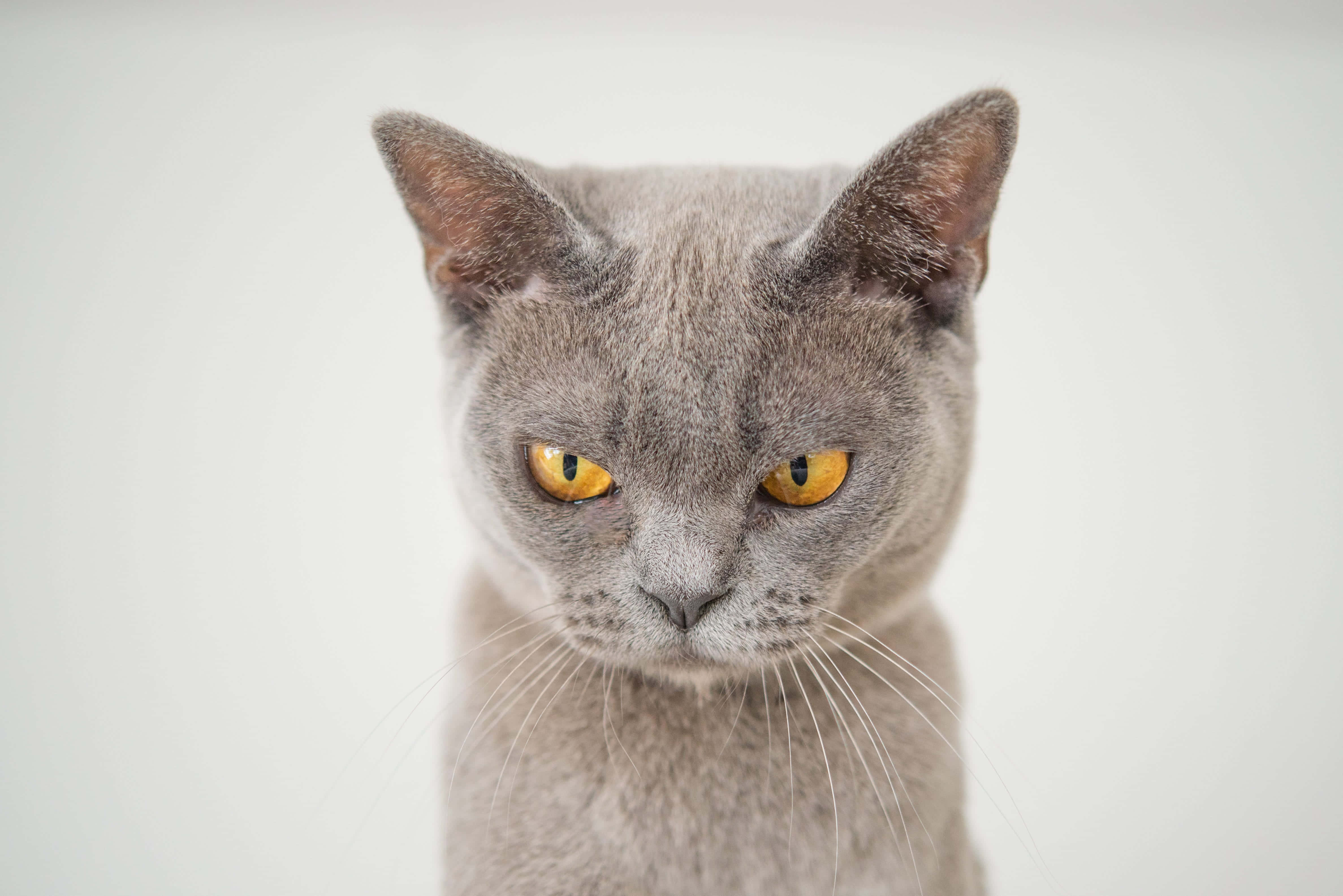 un gato gris con ojos amarillos mirando a la cámara Fondos de pantalla