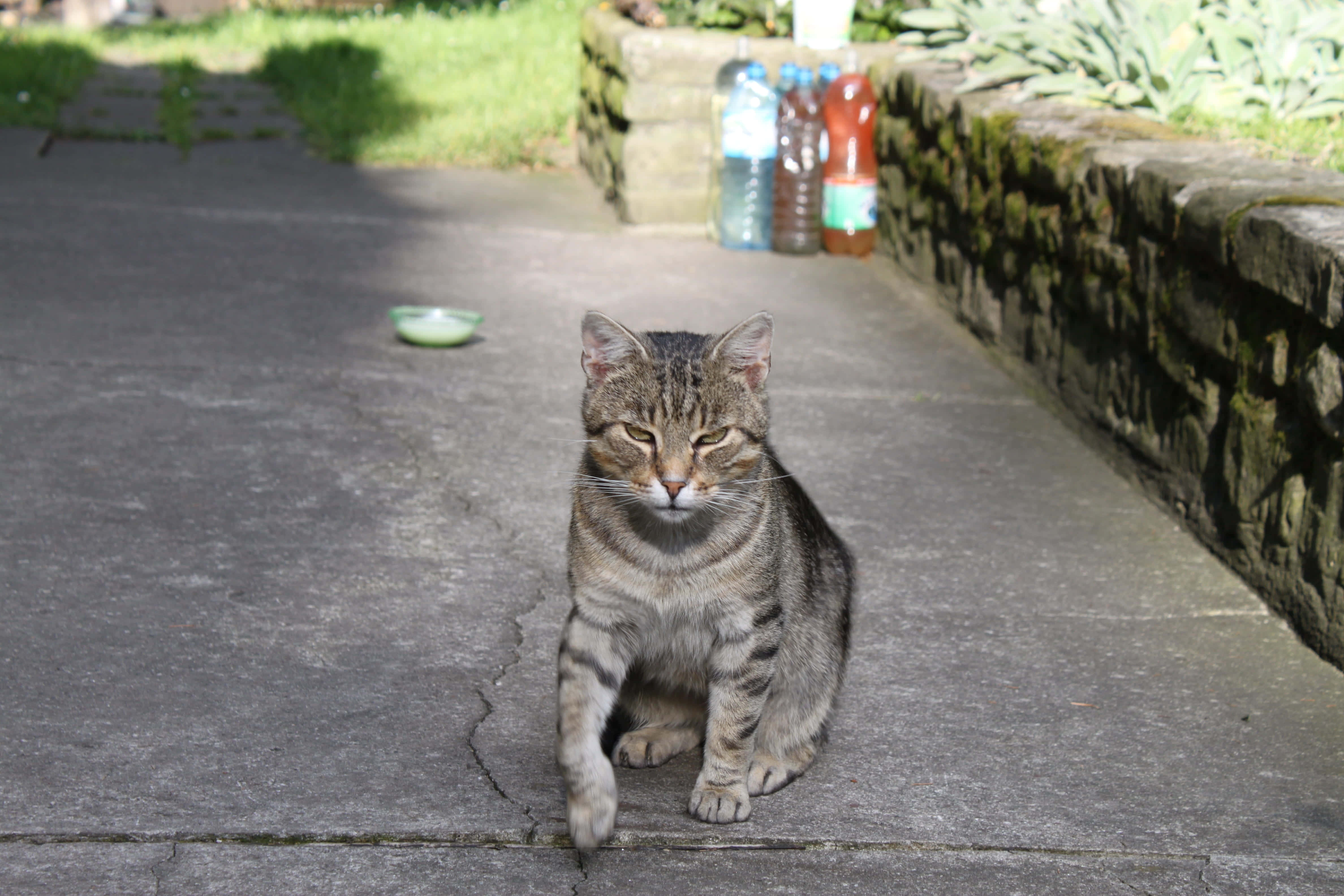"Un Gato Gruñón Desaprueba" Fondos de pantalla