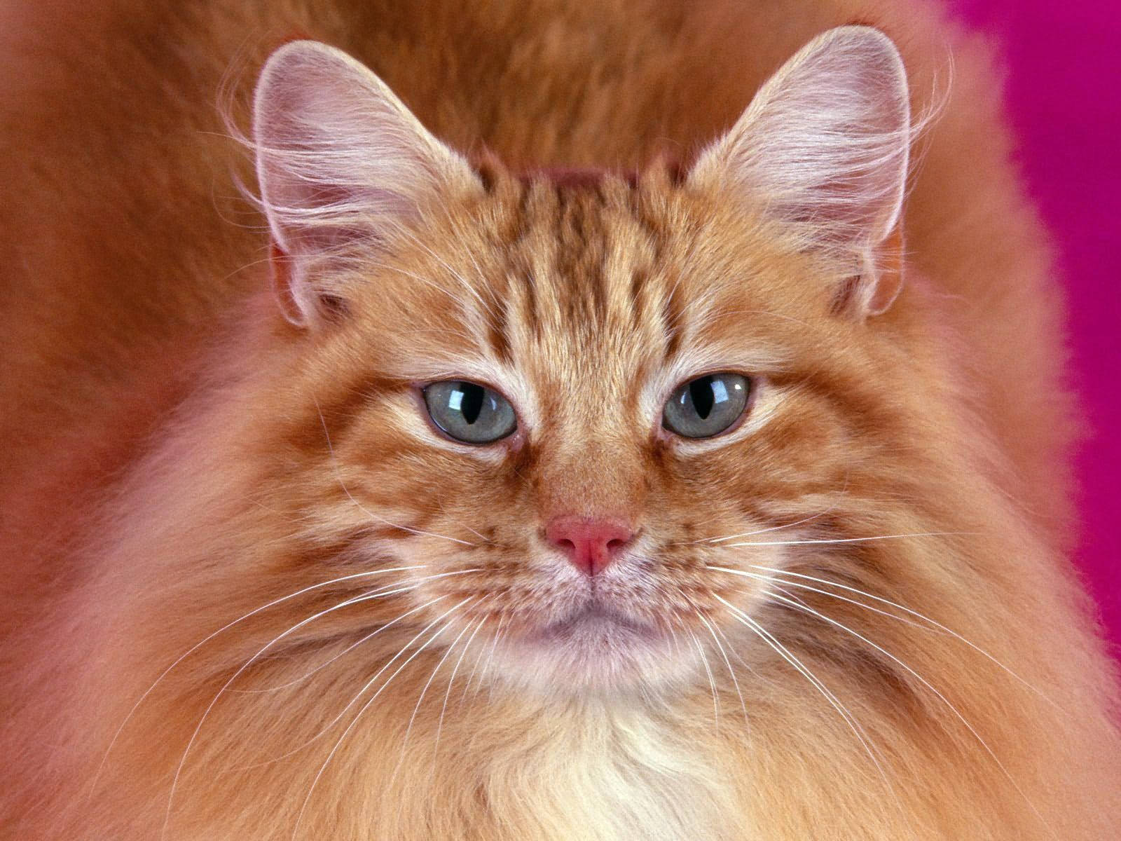 Gato naranja con pelaje esponjoso y hocico peludo mirándote. Lindas mascotas animales.