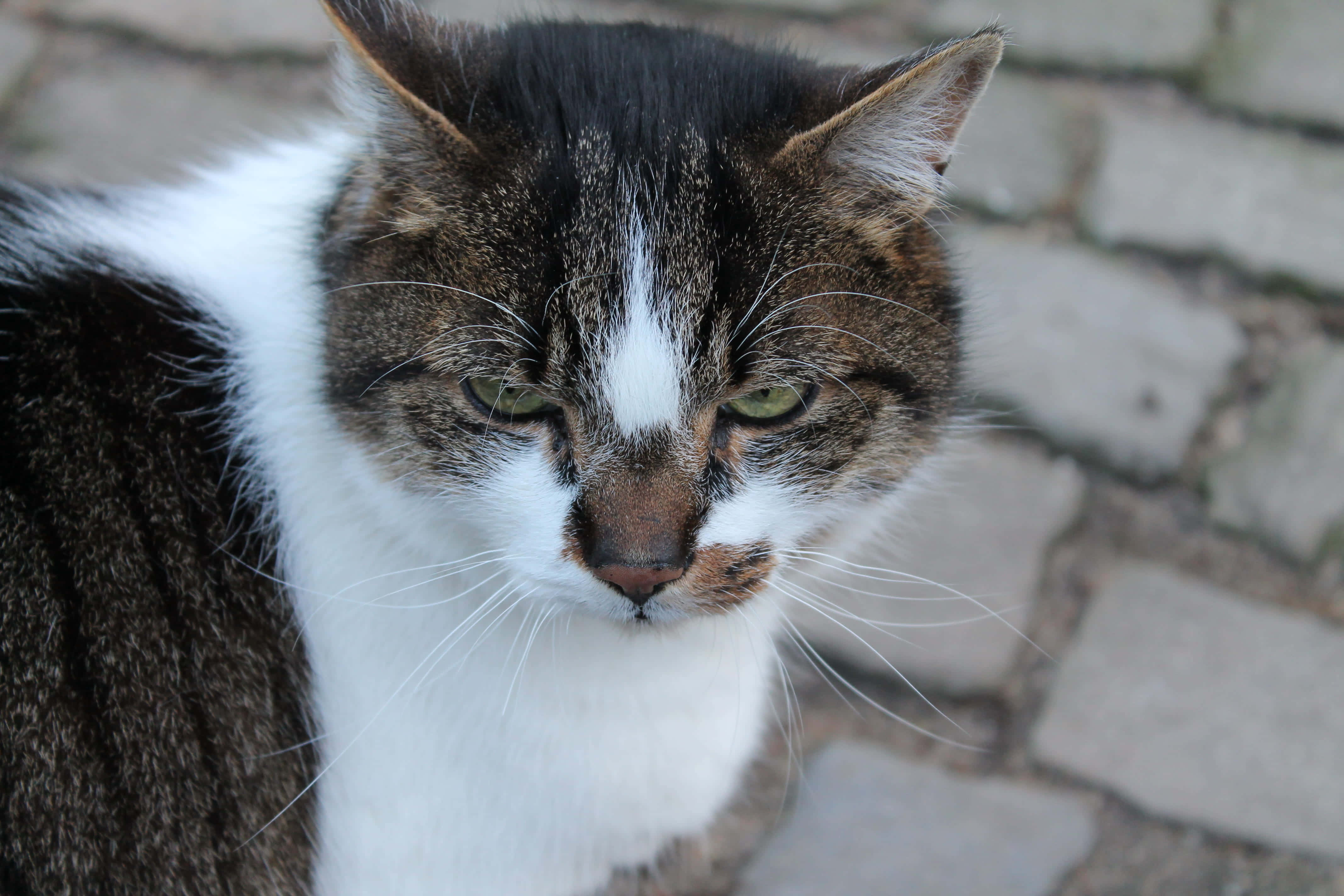 un gato mirando fijamente a la cámara Fondos de pantalla
