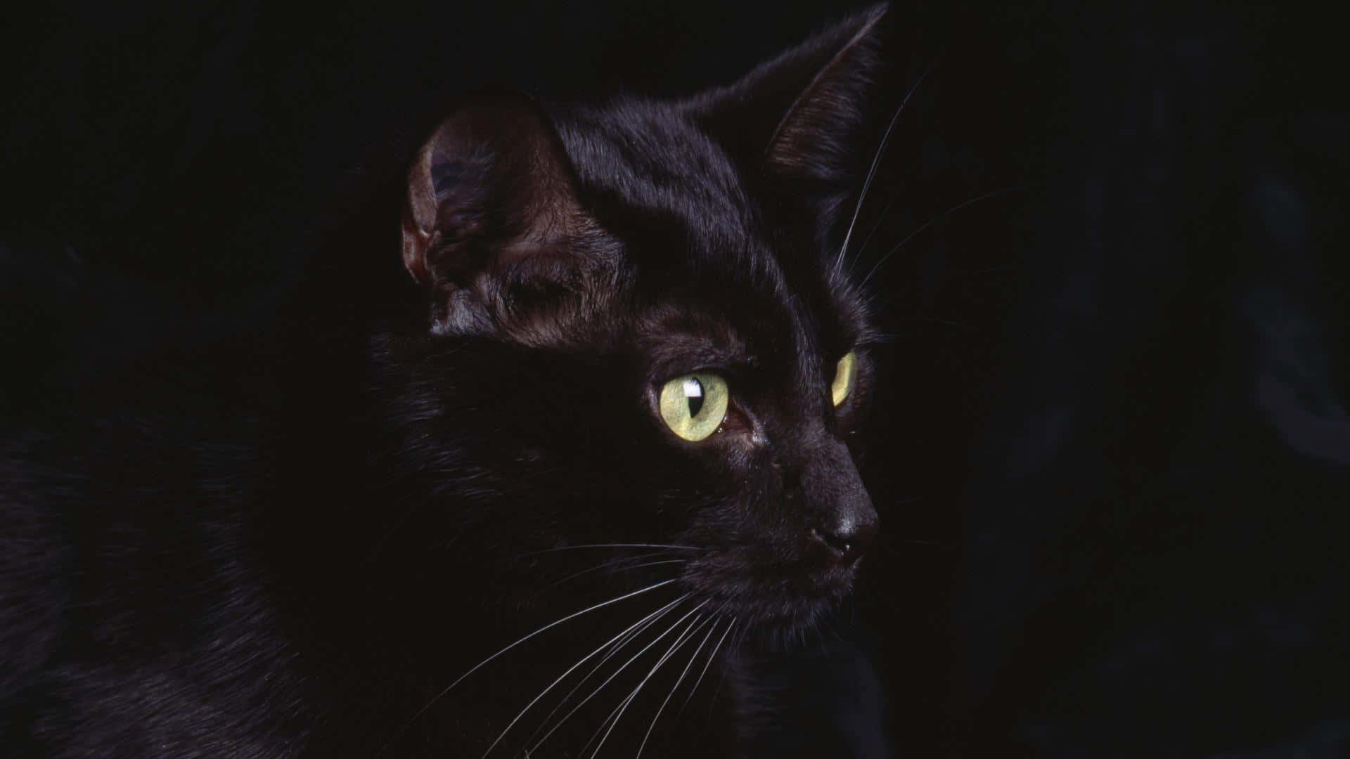 Un gato negro con ojos verdes mirando fijamente a la cámara Fondos de pantalla