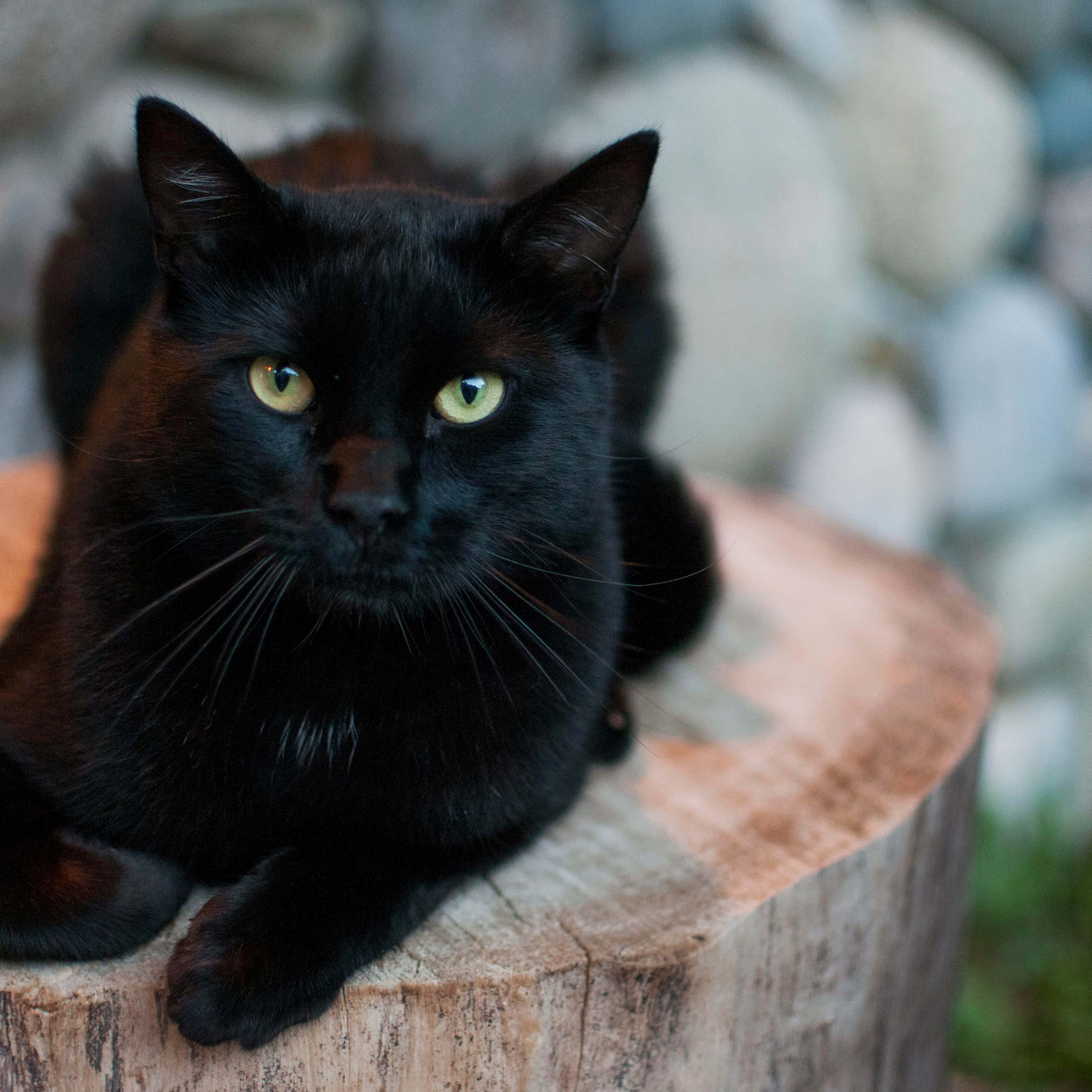 un gato negro está sentado en un tocón Fondos de pantalla