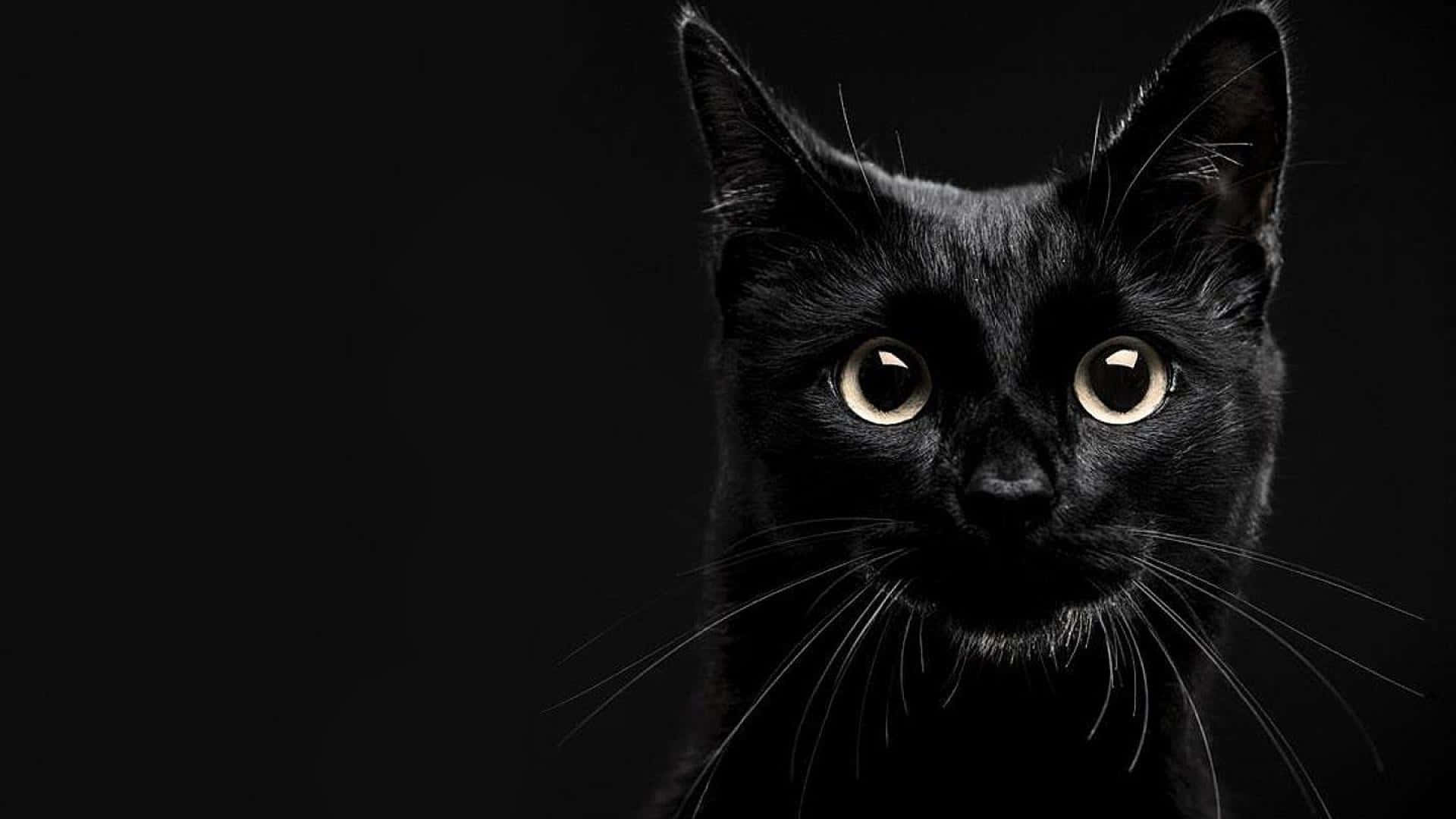 Un gato negro mirando fijamente a la cámara Fondos de pantalla