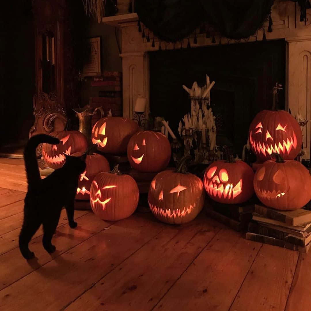 un gato parado frente a un grupo de calabazas Fondos de pantalla
