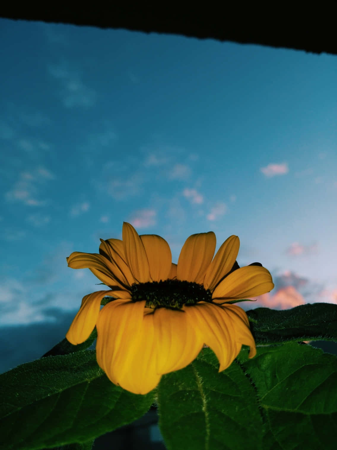 un girasol en la ventana Fondos de pantalla