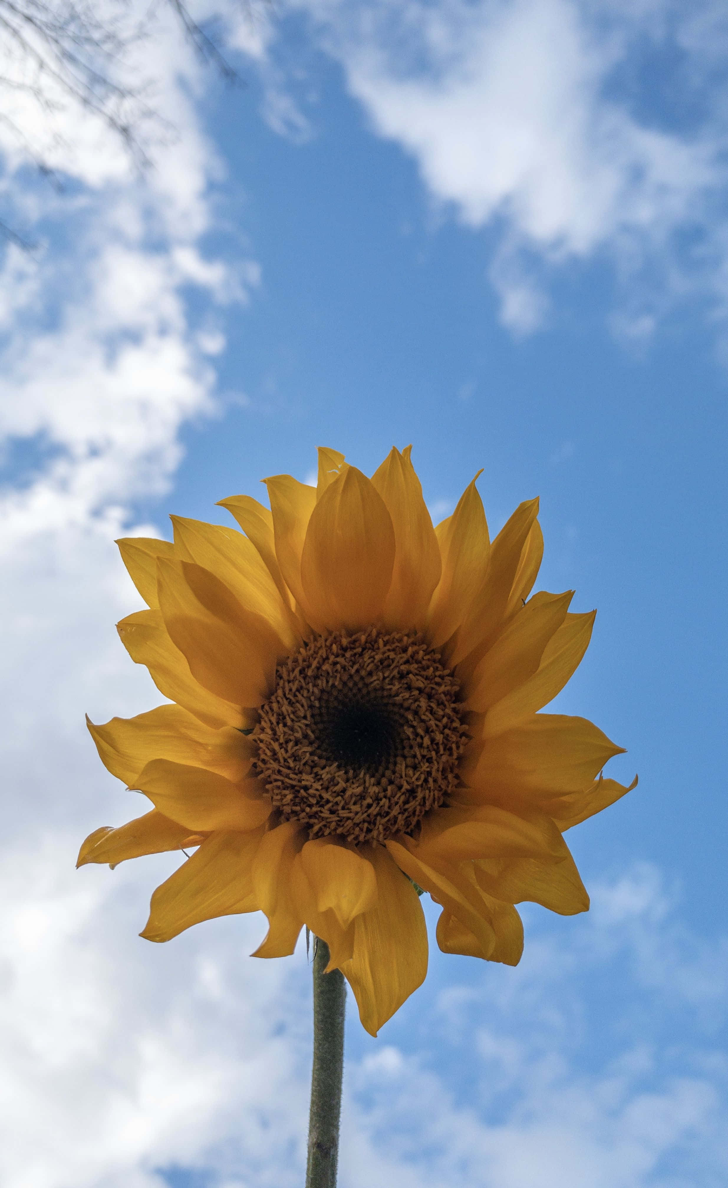 un girasol en medio de un cielo azul Fondos de pantalla