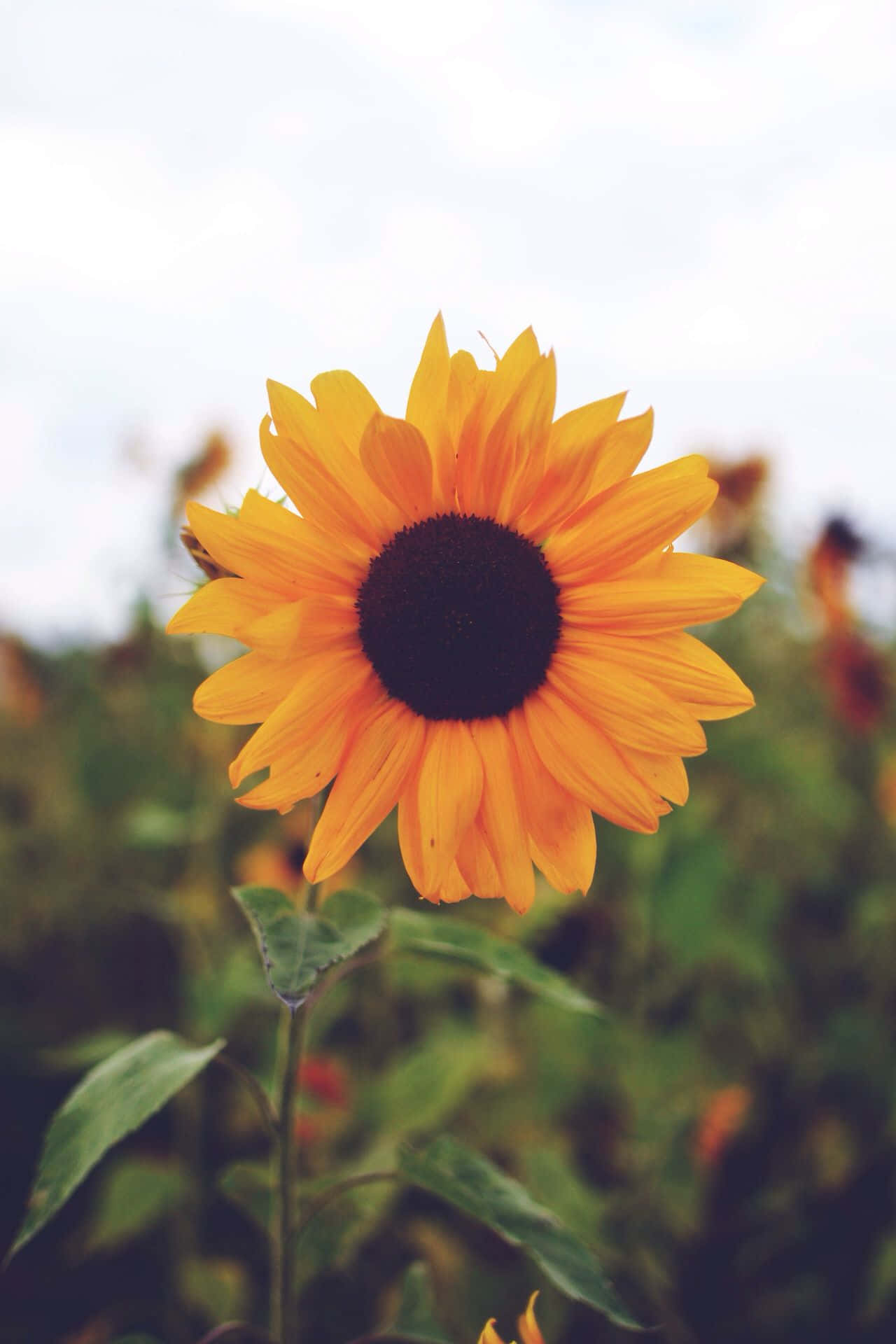 Un girasol en un campo con cielo nublado Fondos de pantalla
