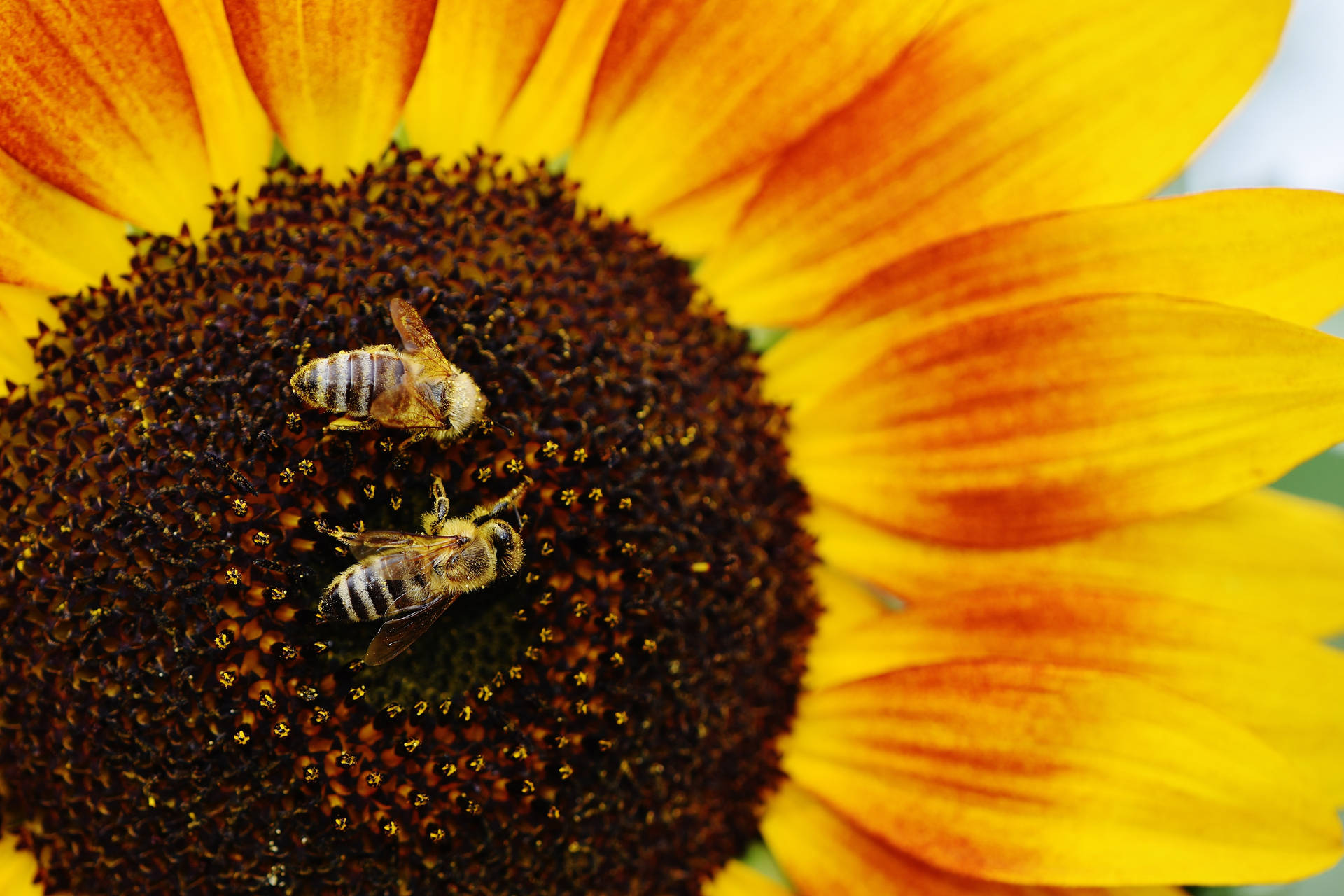 Gran girasol con abejas en el centro para polinización, clima veraniego.