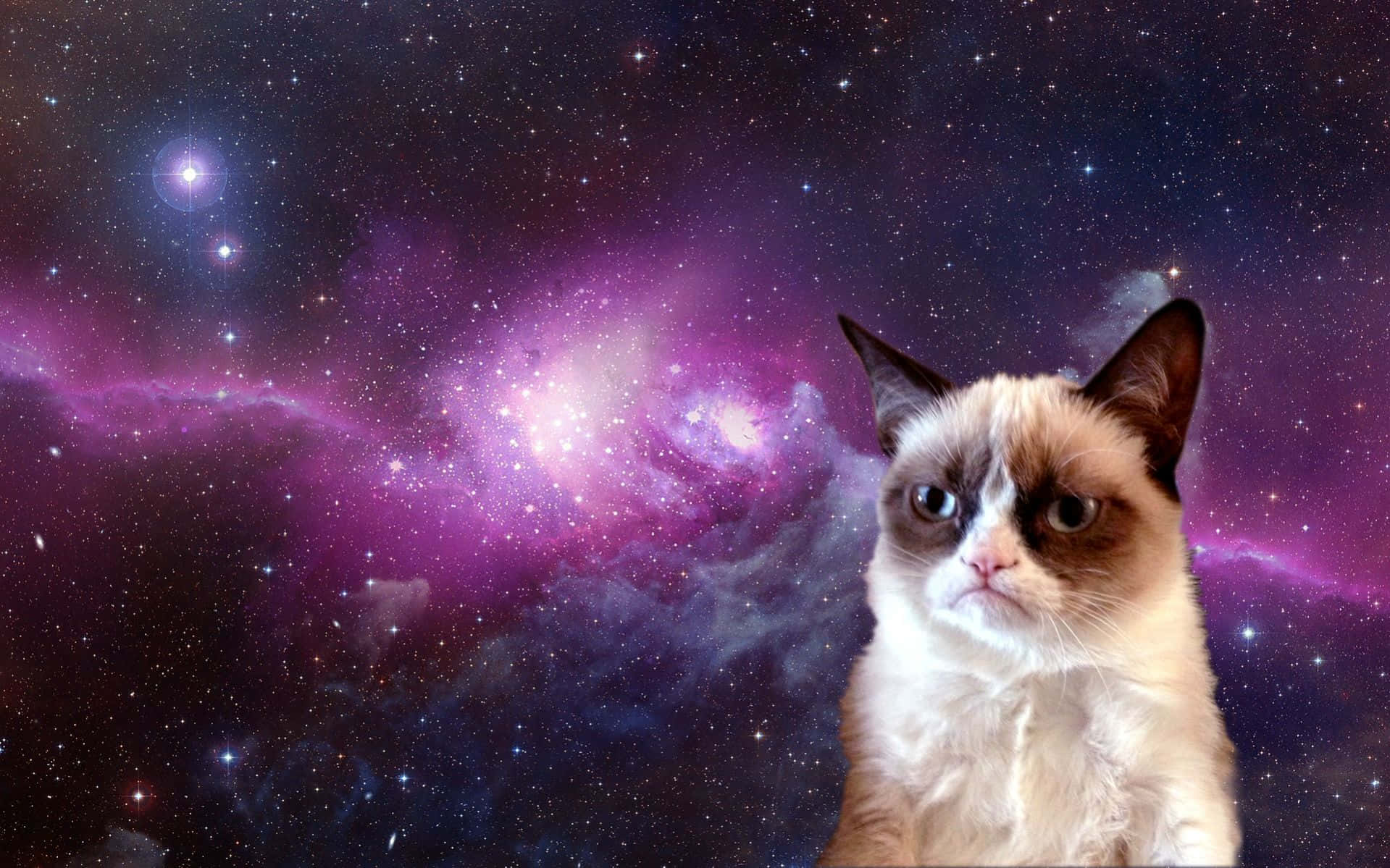 Un Grumpy Cat juguetón mostrando su habitual expresión de enfado Fondos de pantalla