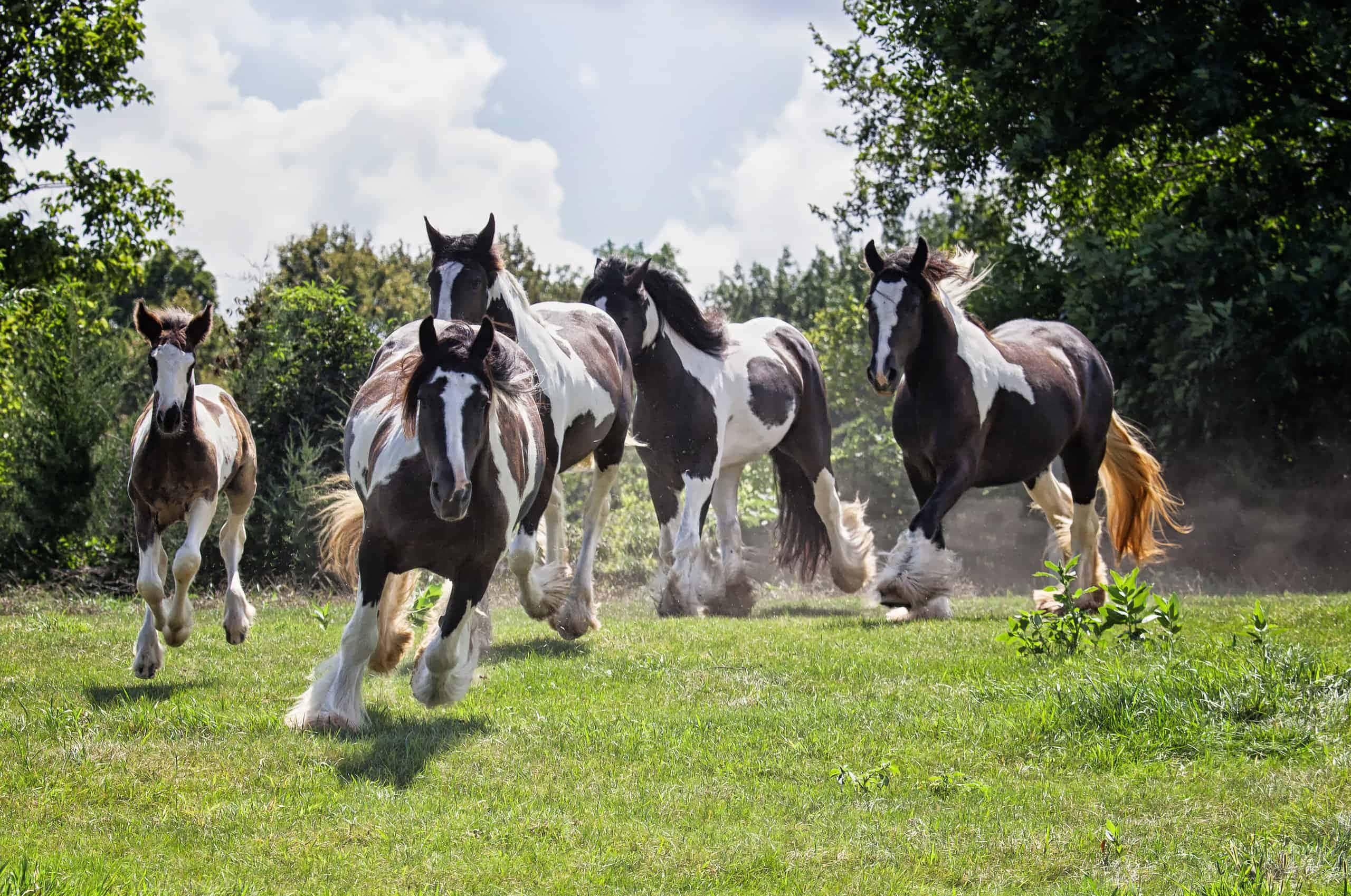 un grupo de caballos corriendo en un campo Fondos de pantalla
