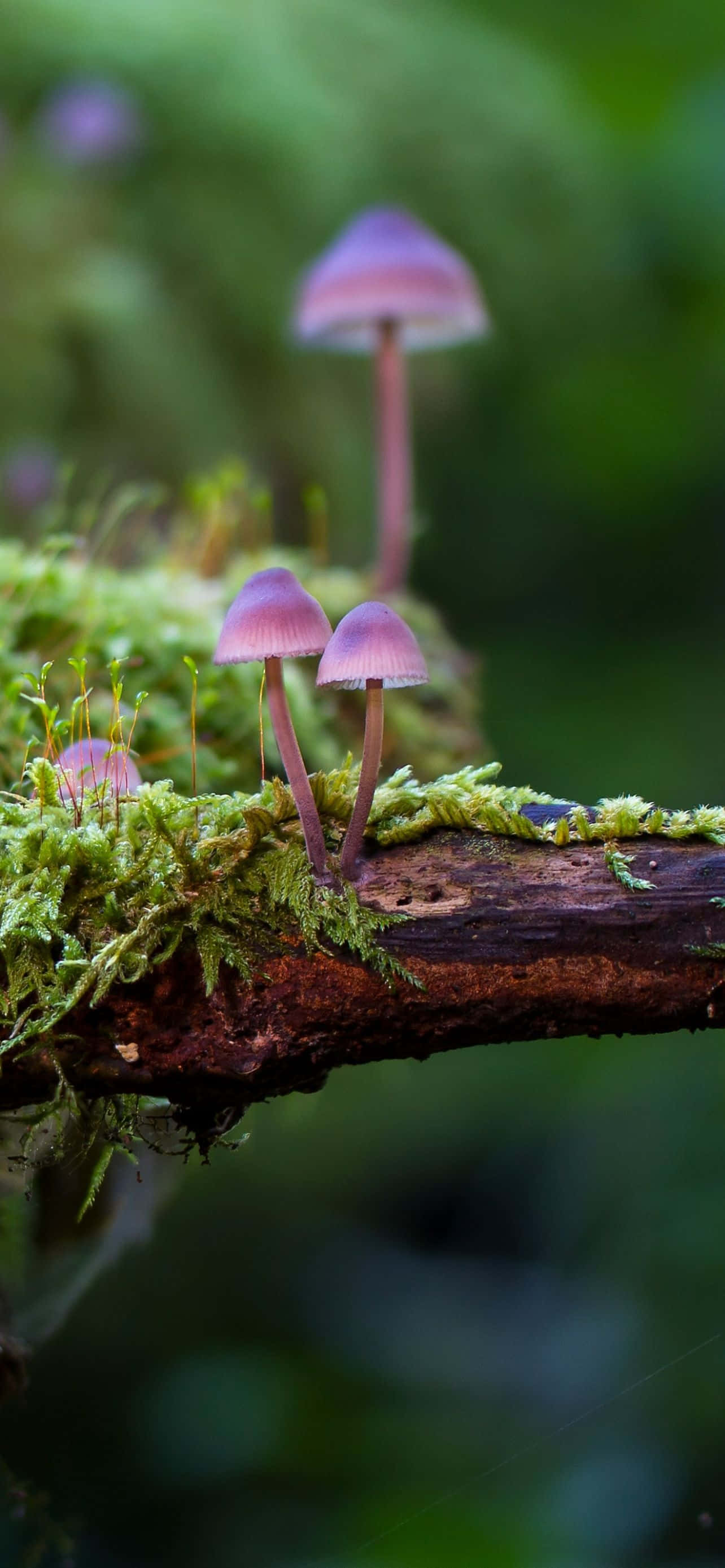 Un grupo de hongos en una rama Fondos de pantalla