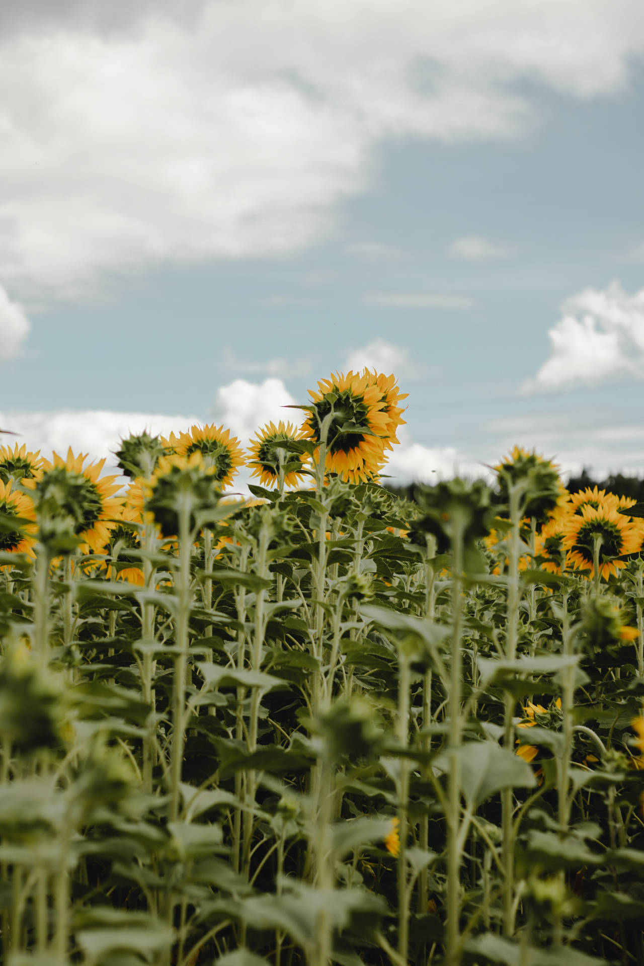 Campo de girasoles con pétalos grandes en un día soleado y brillante, flores inclinadas.