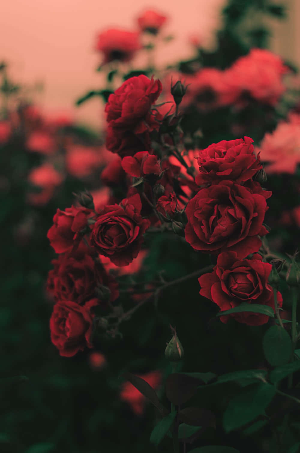 Un hermoso arreglo floral de rosas amarillas lleno de vitalidad y encanto. Fondos de pantalla