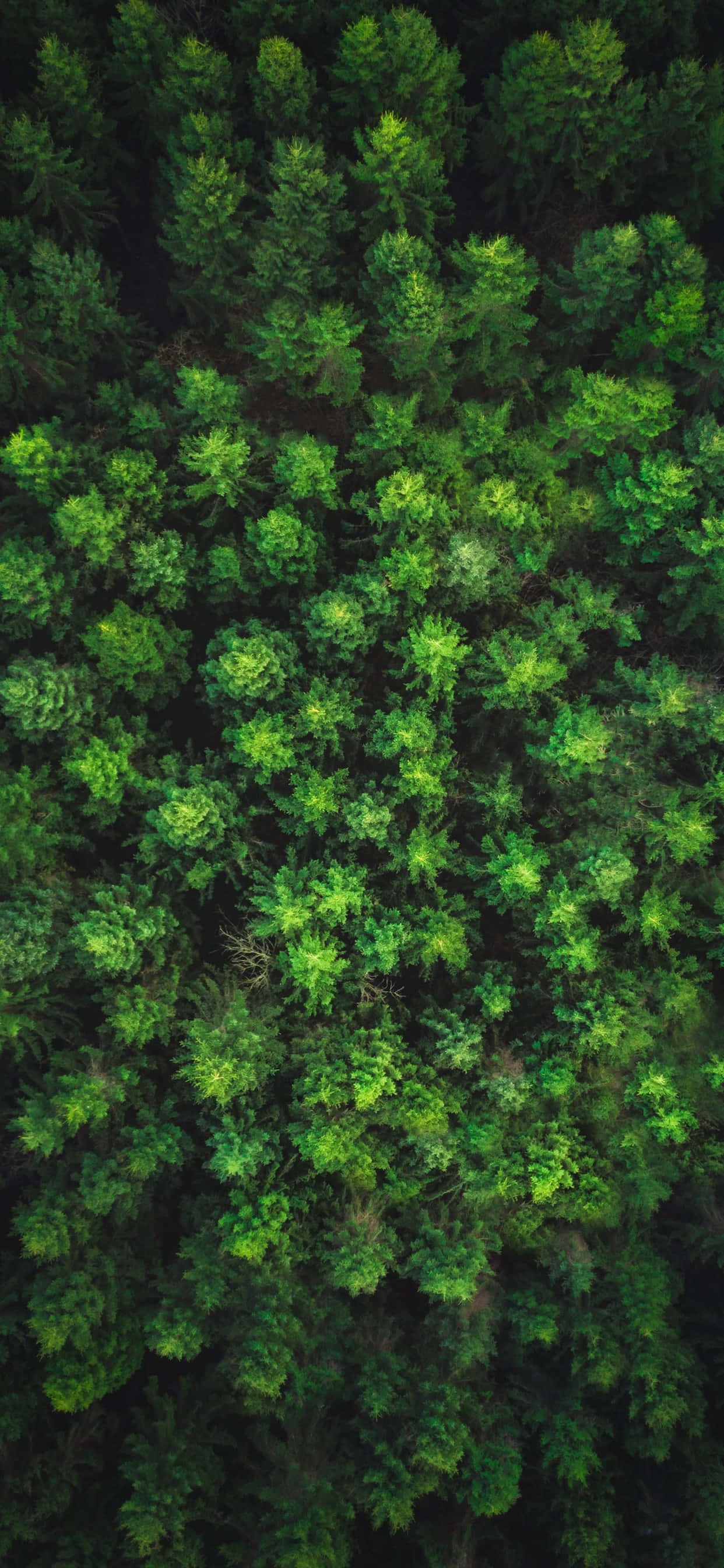 ¡Un hermoso bulevar rodeado de árboles altos! Fondos de pantalla