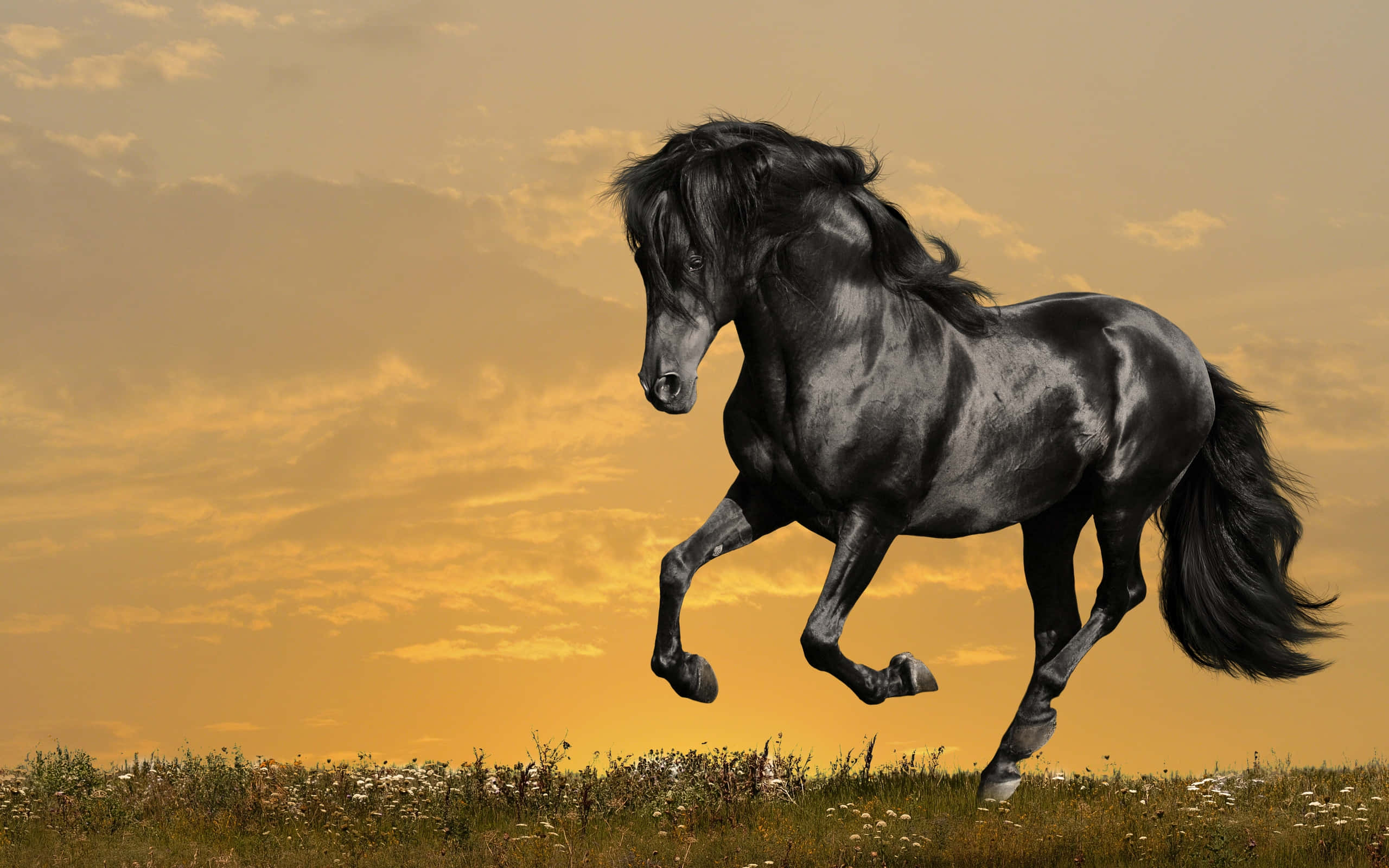 Un hermoso caballo blanco galopando en un día soleado Fondos de pantalla
