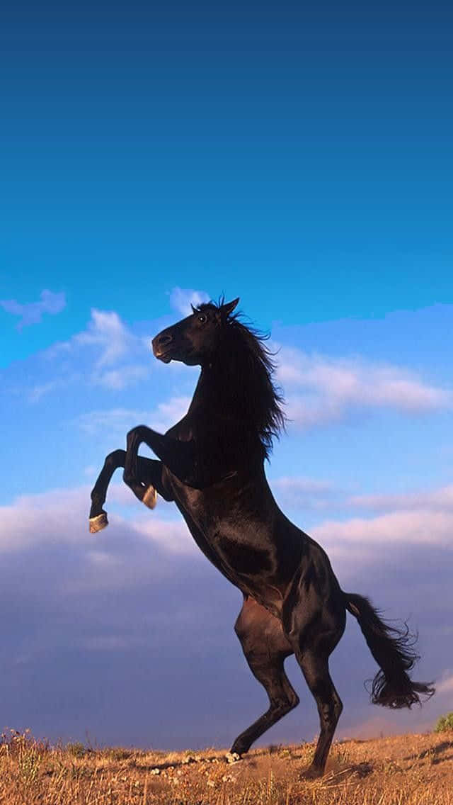 Hermoso Caballo Iphone