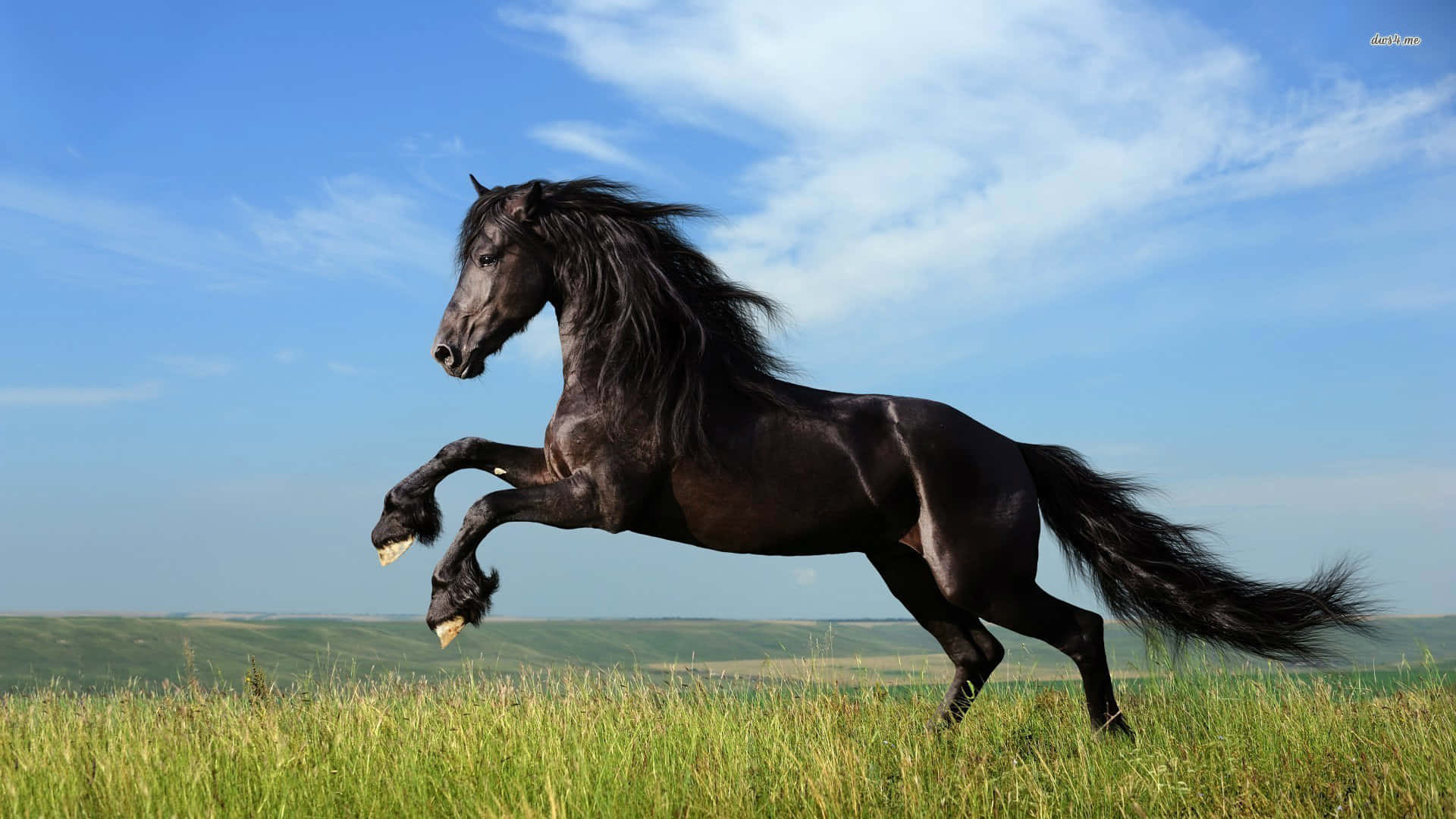 Un hermoso caballo blanco puro disfrutando correr al aire libre. Fondos de pantalla