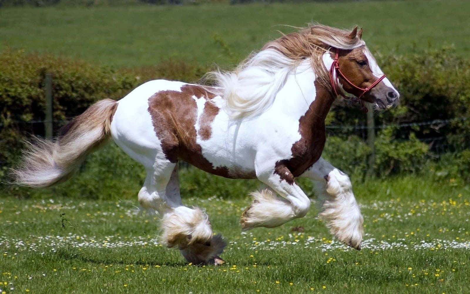 Un hermoso caballo blanco se encuentra en un campo verde, disfrutando de la luz del sol. Fondos de pantalla