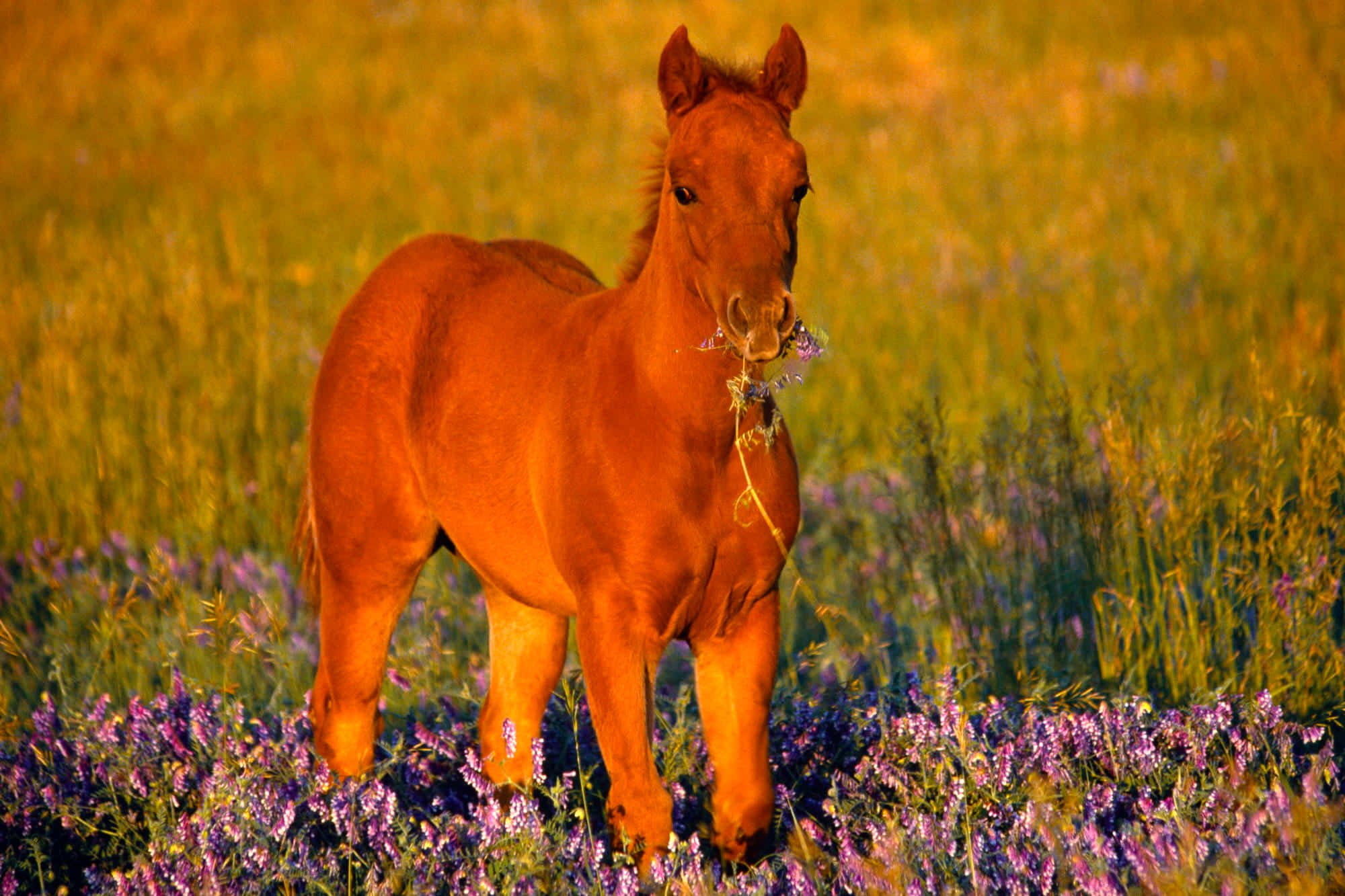 Un hermoso caballo con manchas blancas pastando en un prado iluminado por el sol. Fondos de pantalla