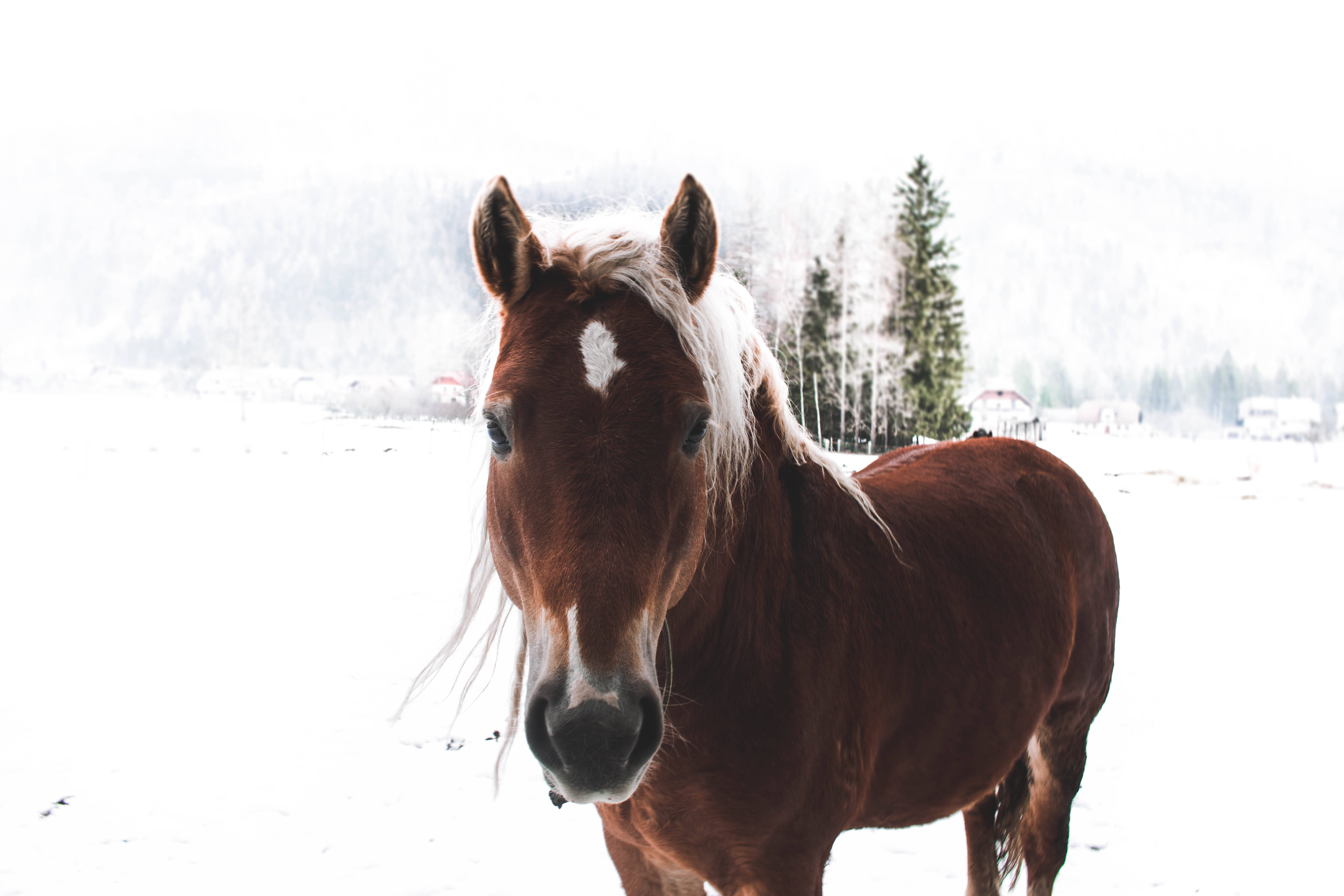 Un hermoso caballo marrón disfrutando un paraíso invernal Fondos de pantalla