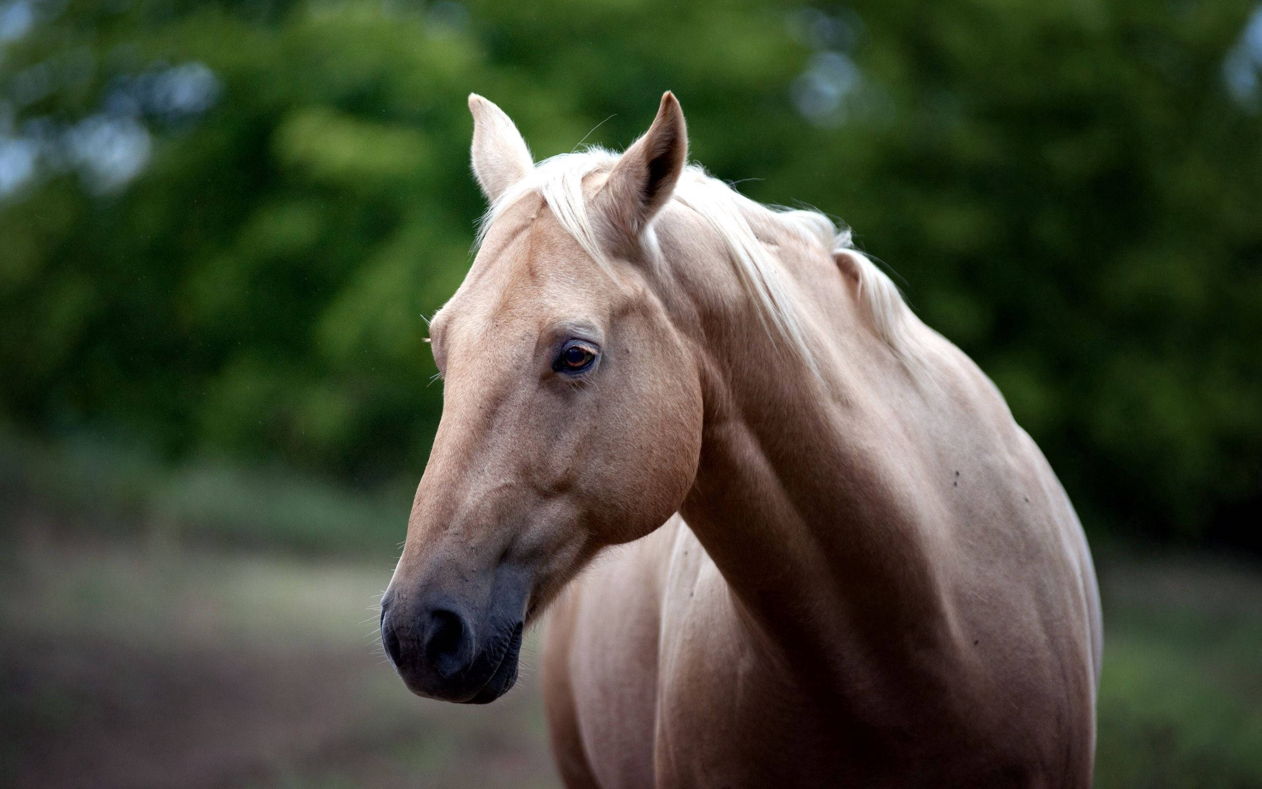 Un hermoso caballo marrón en medio de un prado verde Fondos de pantalla