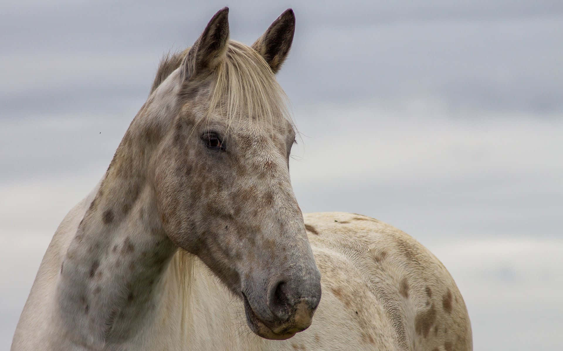 Un hermoso caballo marrón mirando a su alrededor Fondos de pantalla