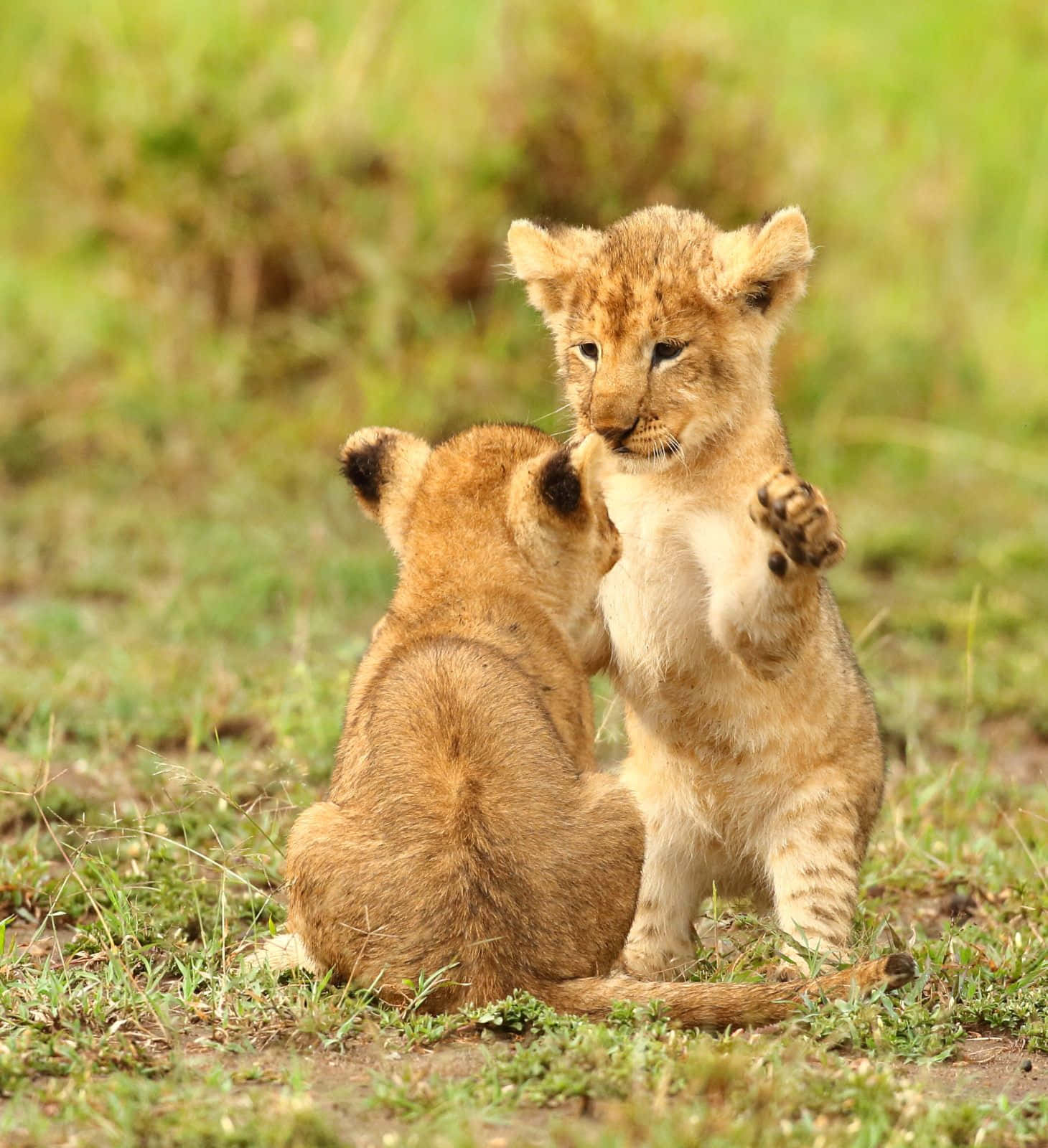 Un hermoso cachorro de león explorando un paisaje africano agreste Fondos de pantalla