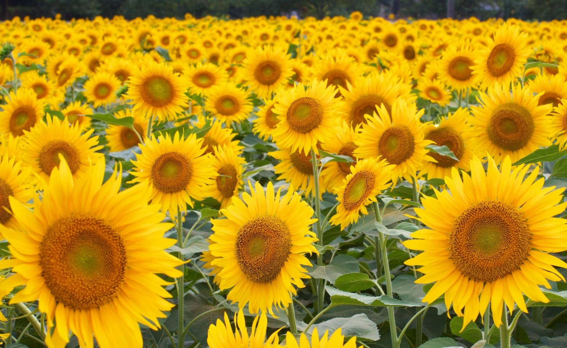 Campo de girasoles lleno de girasoles amarillos anaranjados con hojas verdes.