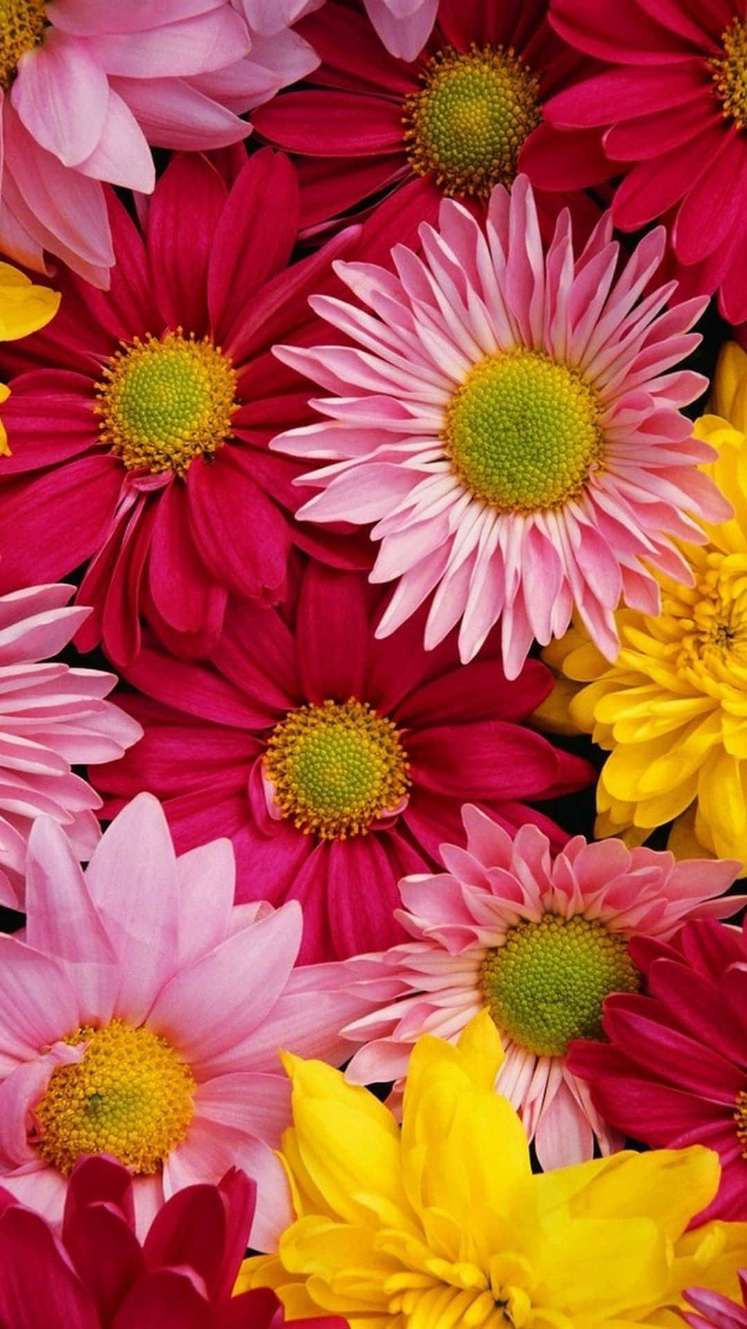 Un hermoso campo de flores en flor añade un toque de naturaleza a tu dispositivo Fondos de pantalla