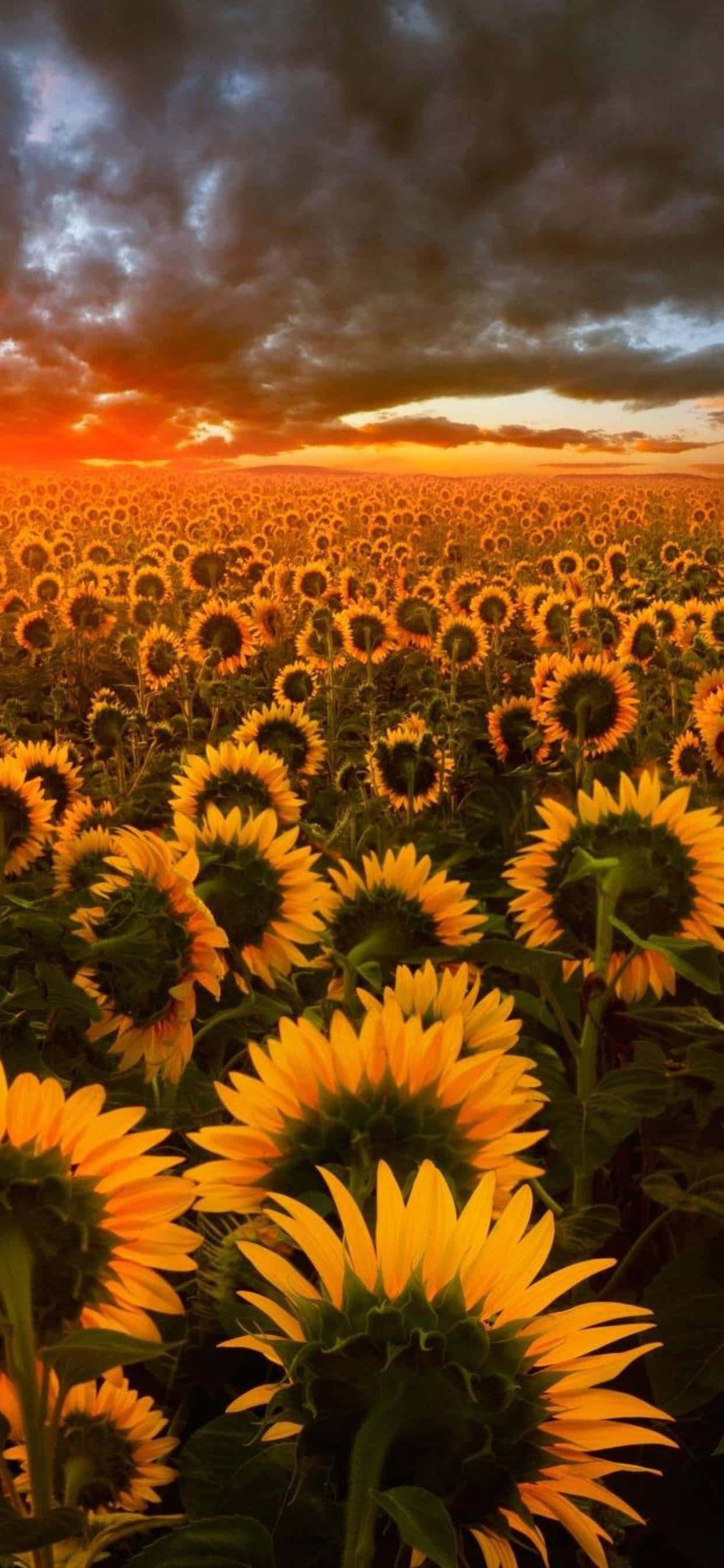 Un hermoso contraste de oscuridad y luz en un girasol. Fondos de pantalla
