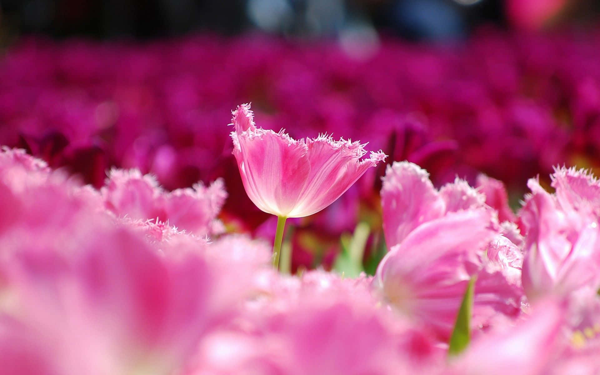 Un hermoso fondo floral rosa perfecto para cualquier estilo. Fondos de pantalla