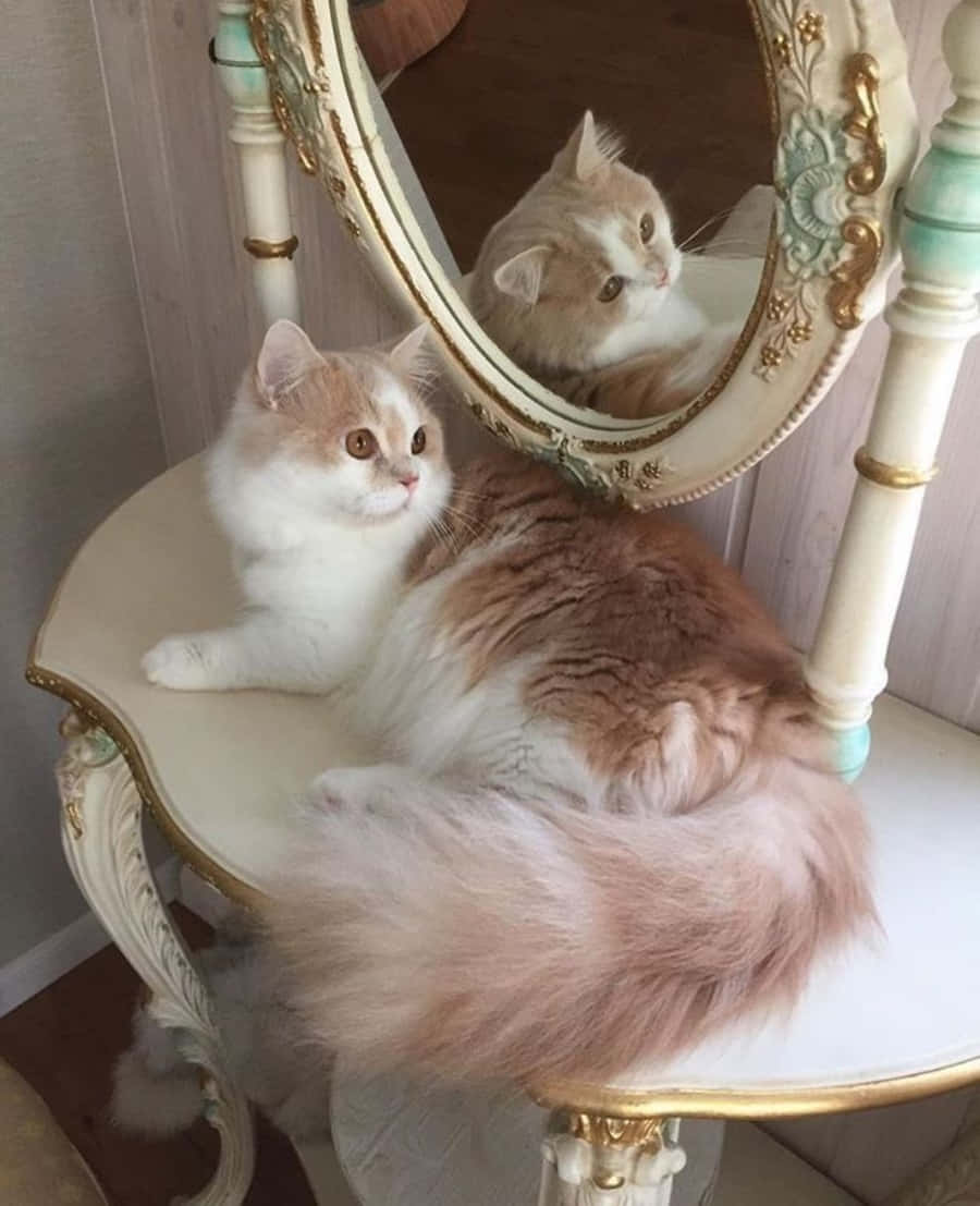 Un hermoso gato, capturado a medio bostezo, mostrando su estética única. Fondos de pantalla