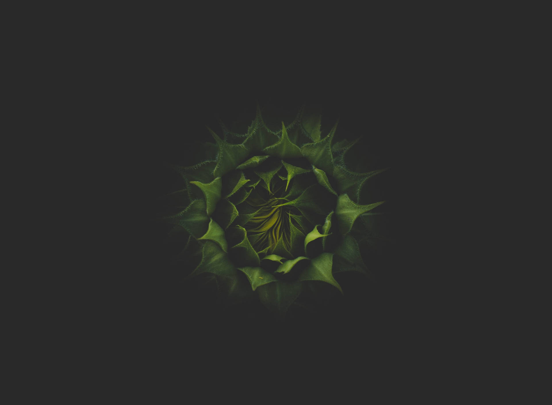 Girasol floreciente con capullos verde oscuro sobre un fondo negro.