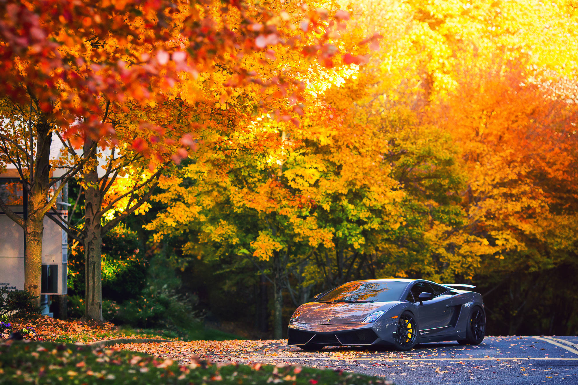 Un hermoso Lamborghini Gallardo gris abriéndose paso por el aire crujiente del otoño. Fondos de pantalla