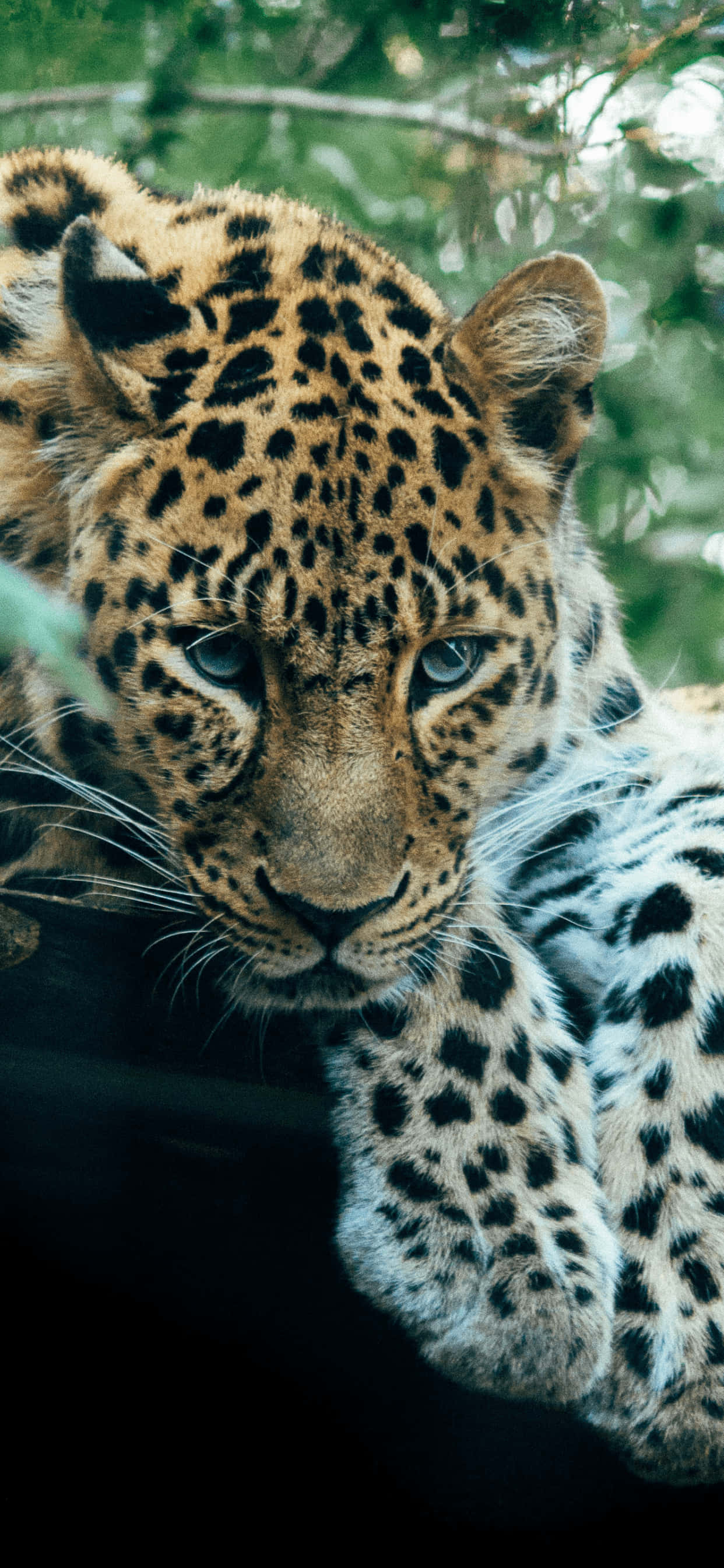 Un hermoso leopardo esperando su momento al sol Fondos de pantalla