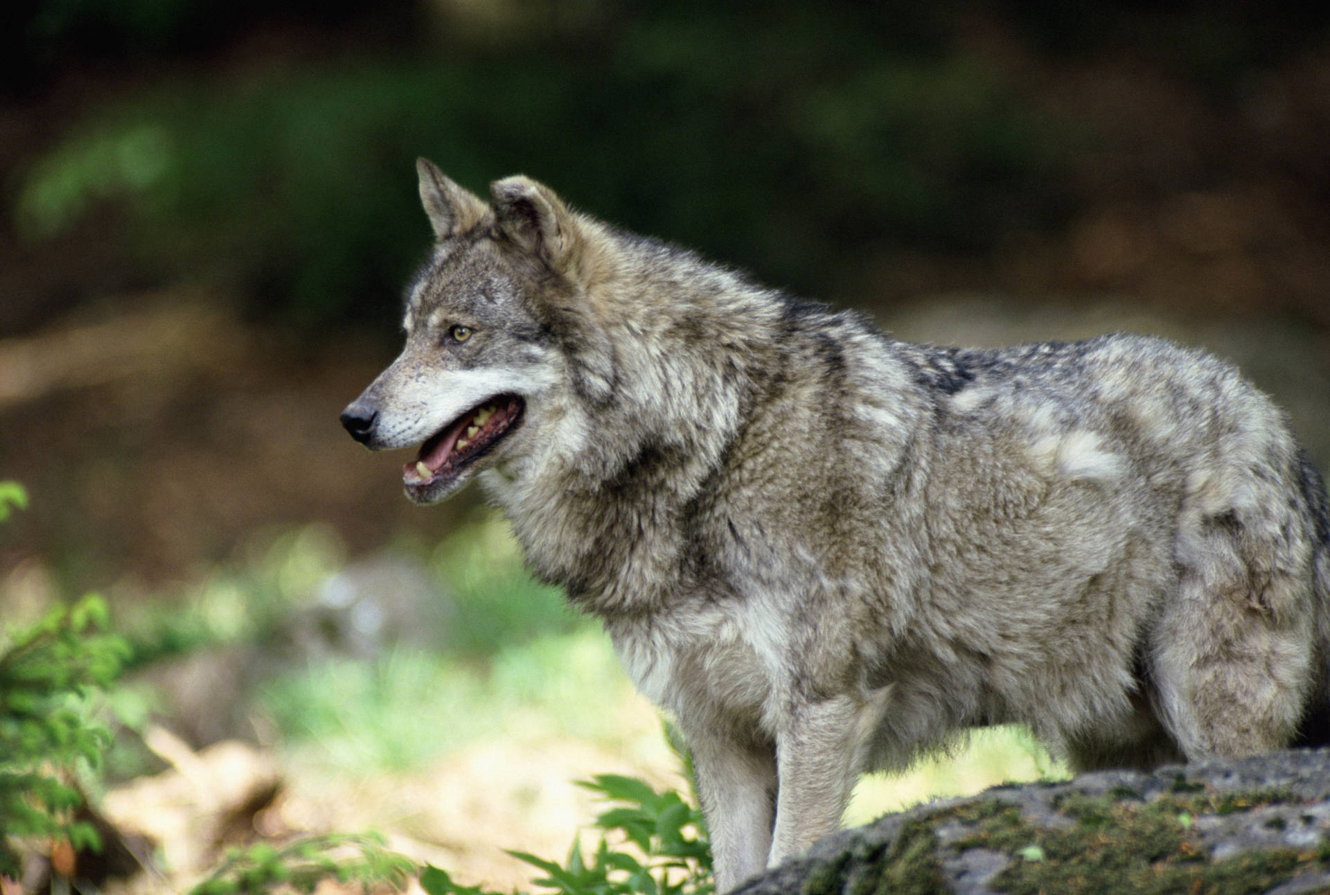 Lobo gris con pelaje o lana brillante y espesa caminando en el bosque.