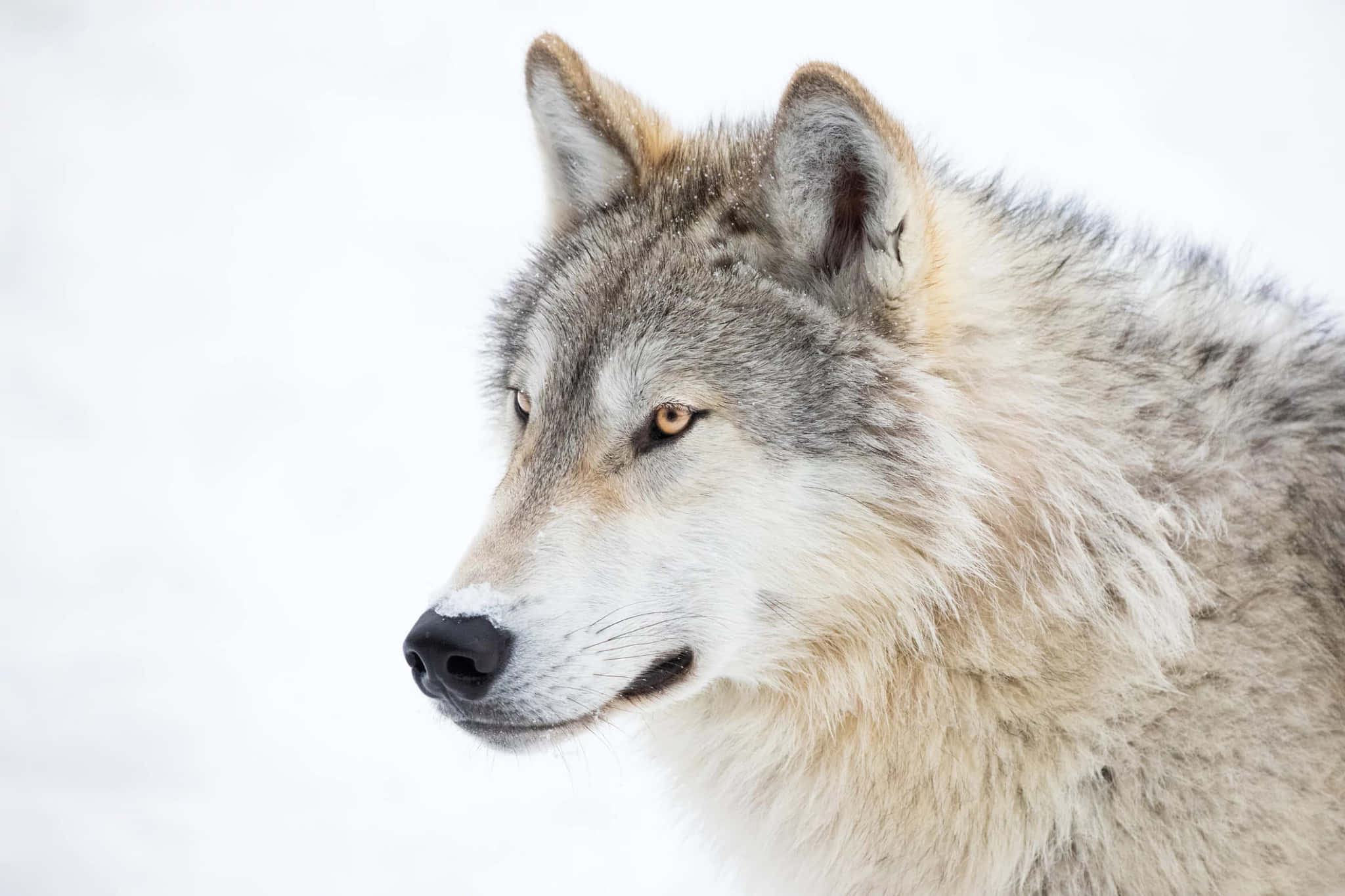 Un hermoso lobo dibujado en el bosque Fondos de pantalla