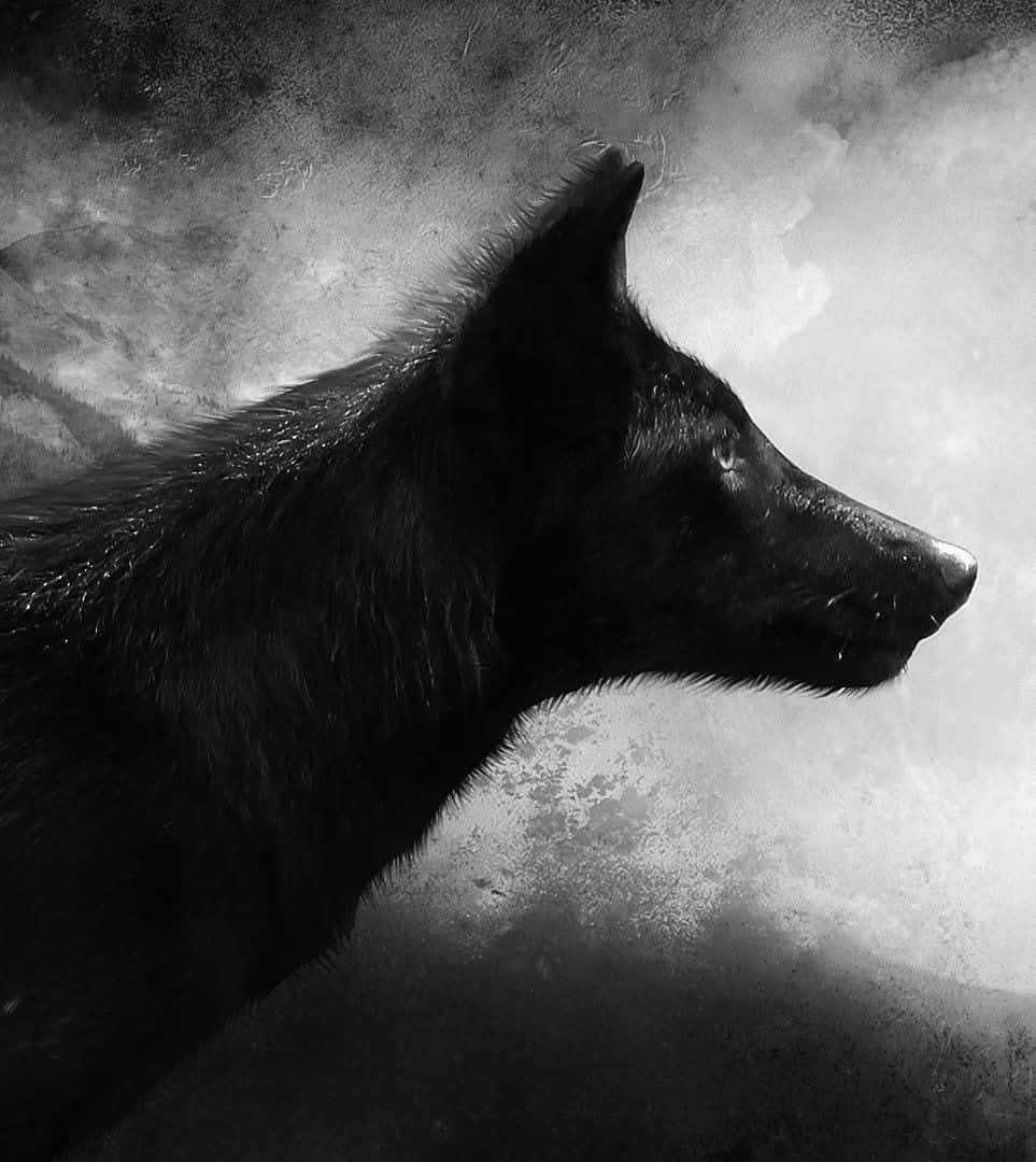"Un hermoso lobo negro en medio de un atardecer impresionante" Fondos de pantalla