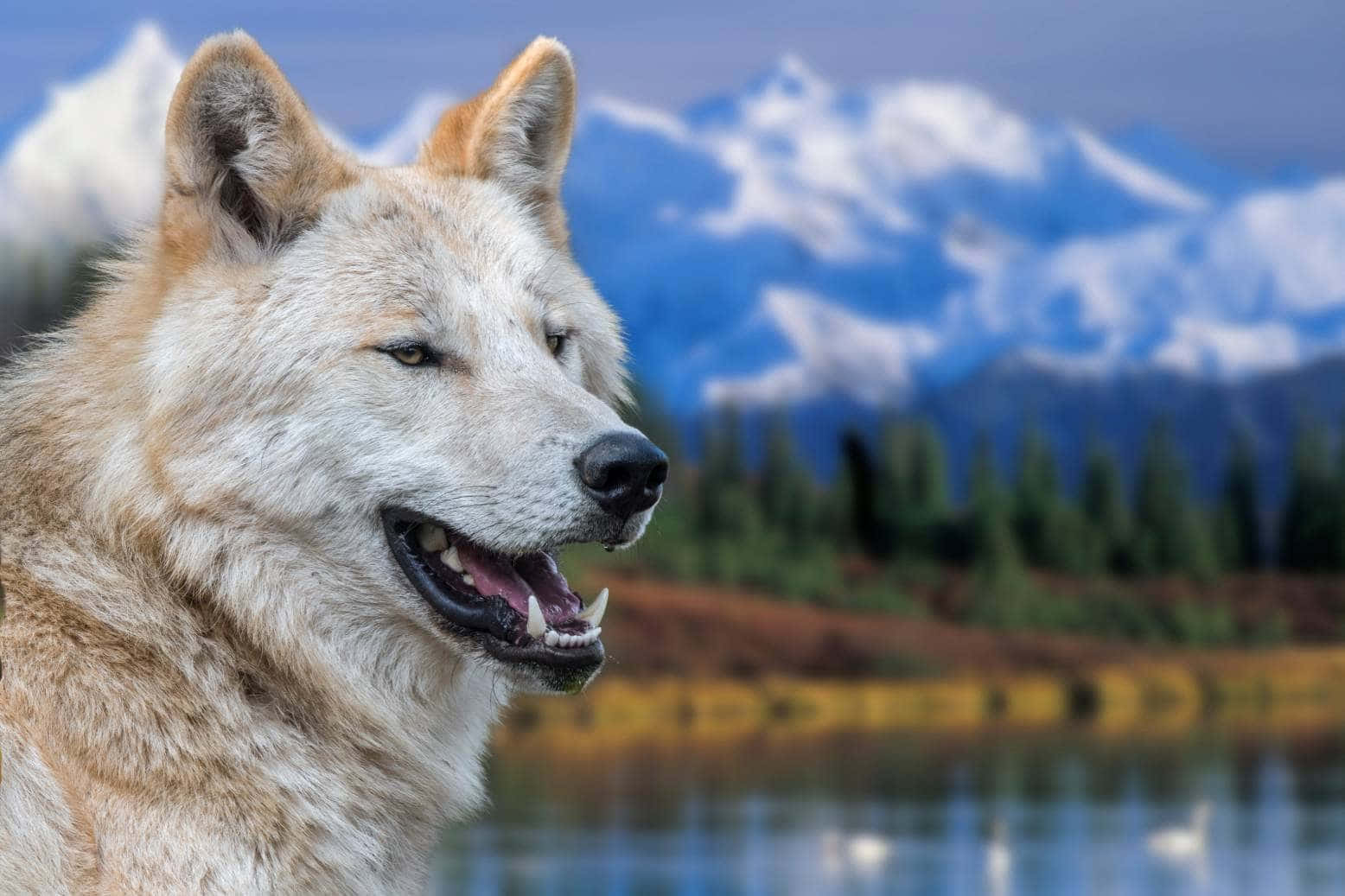 Un hermoso lobo gris habitante del bosque Fondos de pantalla